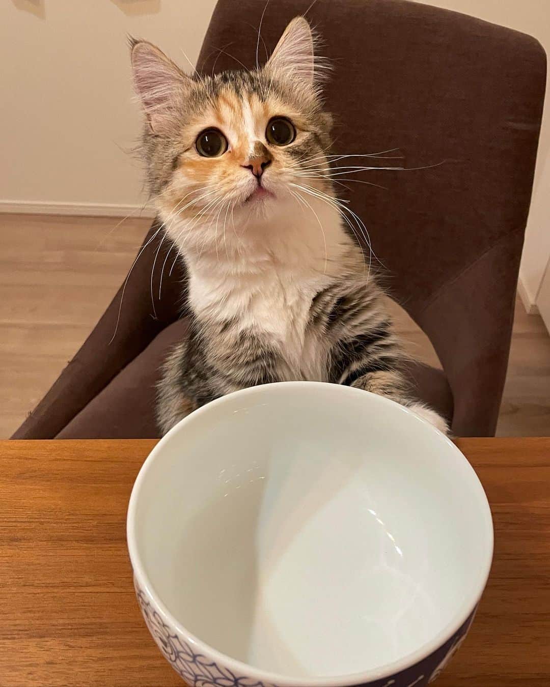 エミリンチャンネル（大松絵美）のインスタグラム：「新しい食器だしたら あのーすみません… ごはん入ってないんですけどぉ… 早く入れていただけませんかね…？ みたいな顔でみてくる （※人間用の食器です）  ハッシュタグ #ねこ #猫のいる暮らし #ねこすたぐらむ #ねこ部 #ネコ #猫部 #ねこのきもち #ねこのいる暮らし #ミヌエット  #マンチカン #ねこすきさんと繋がりたい」