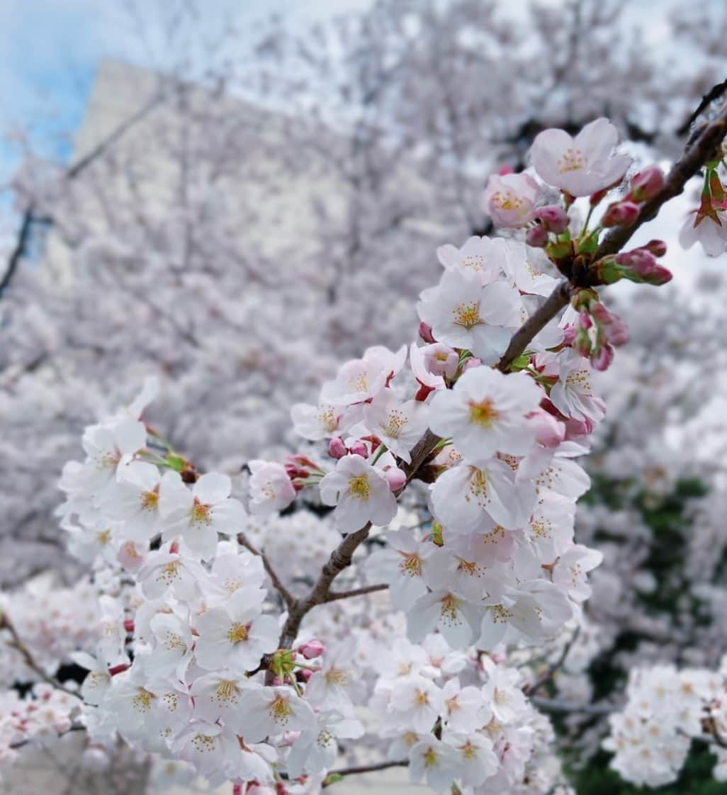 野村真季さんのインスタグラム写真 - (野村真季Instagram)「東京は桜満開🌸  毛利庭園など仕事場以外で、こんなに近くで桜を愛でたのは随分久しぶり。  みなさんも桜の時期、良き時間をお過ごしください。  #桜満開」3月27日 16時00分 - masaki__nomura