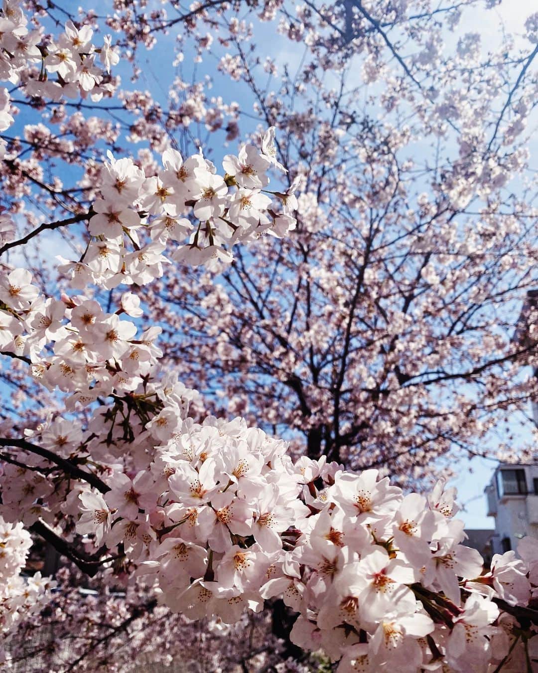 リアノン・ランゲラック（ミッチェル・ランゲラックの妻）のインスタグラム：「First cherry blossoms of the season 🌸💞」