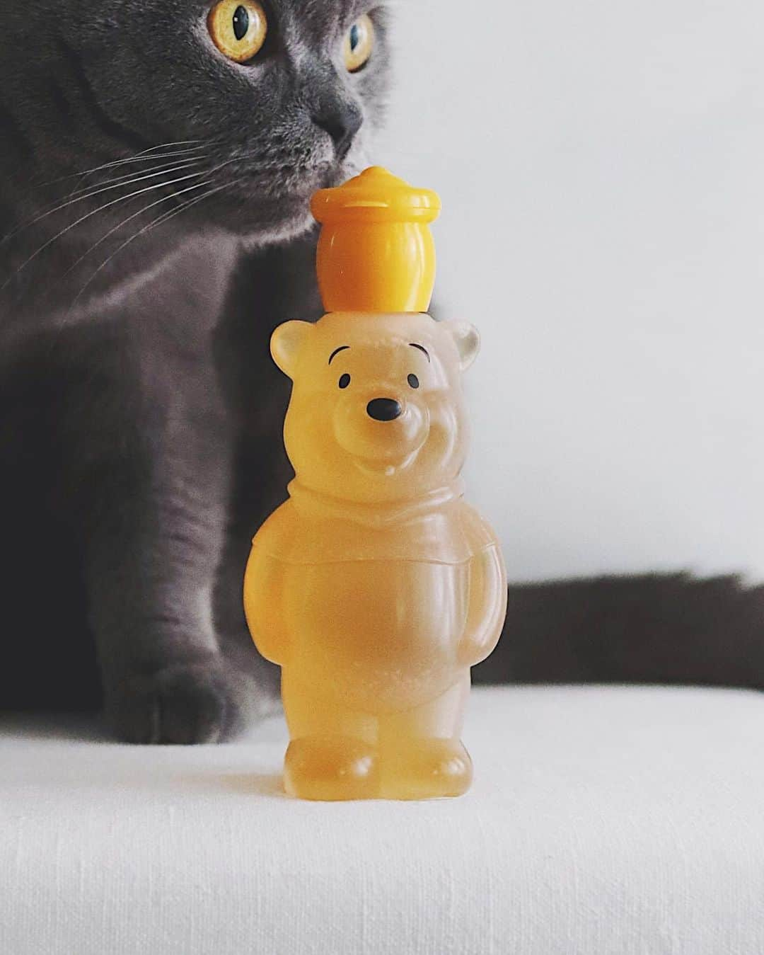 樋口正樹さんのインスタグラム写真 - (樋口正樹Instagram)「Winnie The Pooh . 新しいお友達を とりあえず嗅ぐ。 仲良くよろしく。 . . . #くまのプーさん #プーさん #お友達 #新生活 #ハチミツ #WinnieThePooh」3月27日 16時53分 - higuccini