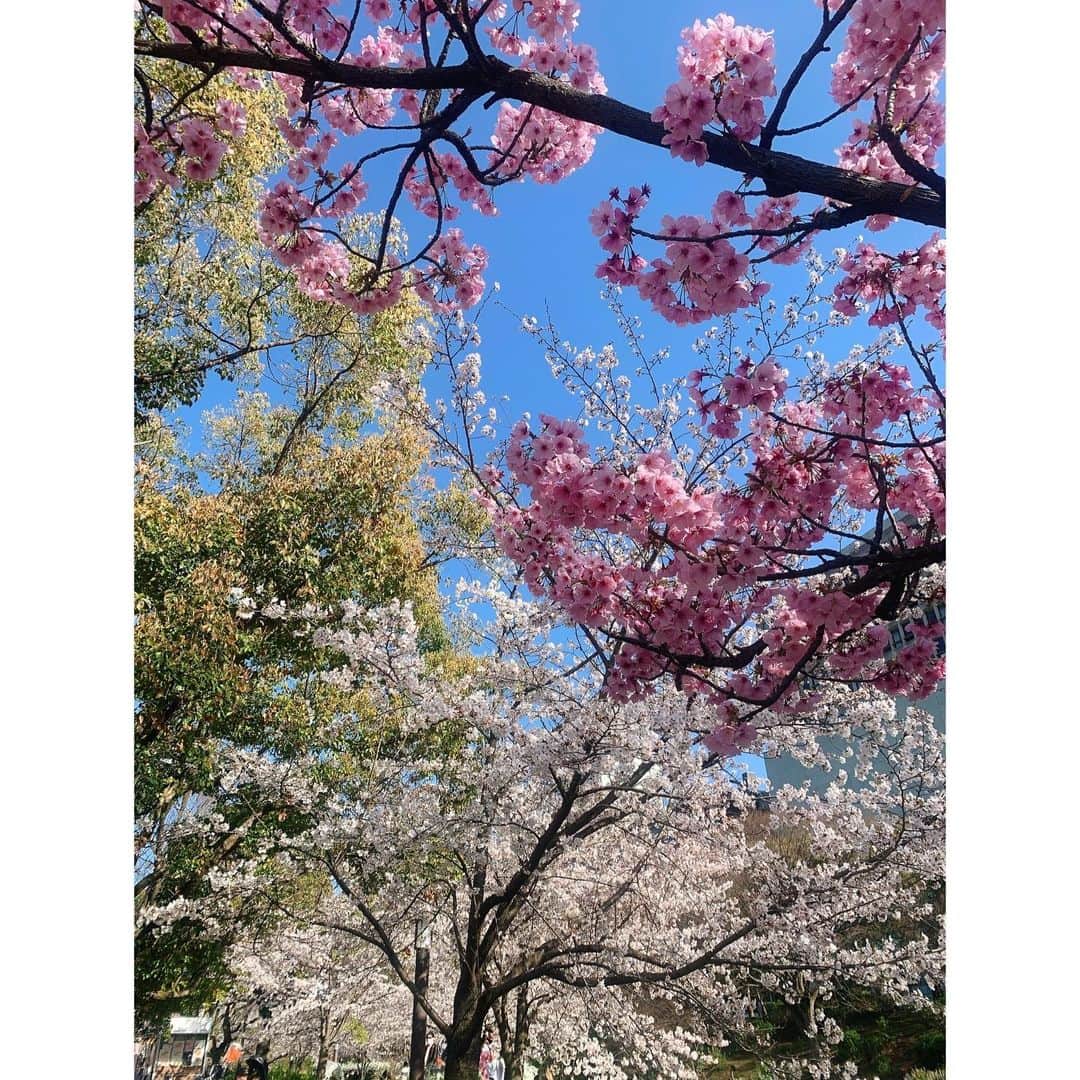 玉巻映美さんのインスタグラム写真 - (玉巻映美Instagram)「. 大阪城の桜！ とっても綺麗でした…🌸🌸 天気も良くて、気持ちよかった〜 たくさん歩いて良い運動になりました🙇‍♂️ 癒されました😍」3月27日 16時49分 - eimi_tamamaki