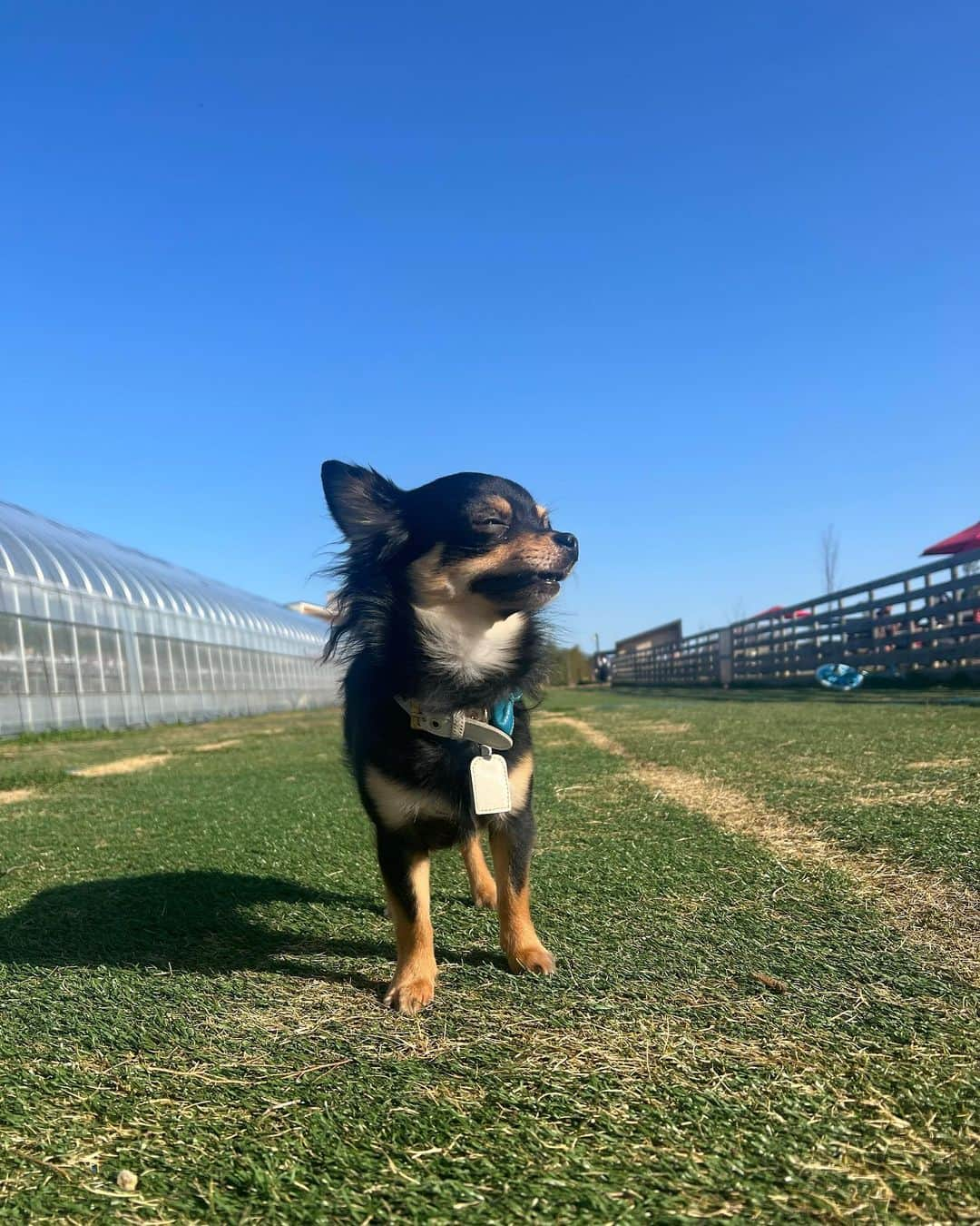 高塚南海さんのインスタグラム写真 - (高塚南海Instagram)「. . 青空×愛犬らっくさん . 今日は昨日の雨からの晴天で ぽかぽかで良い休日になりました☀️.° . ネイル行って家の掃除して ラック連れて近くへお出かけ🌼🌼 .  #ラックの表情に注目  #いぬすたぐらむ   #ロンチー  #ぶらたん」3月27日 17時01分 - southsea28