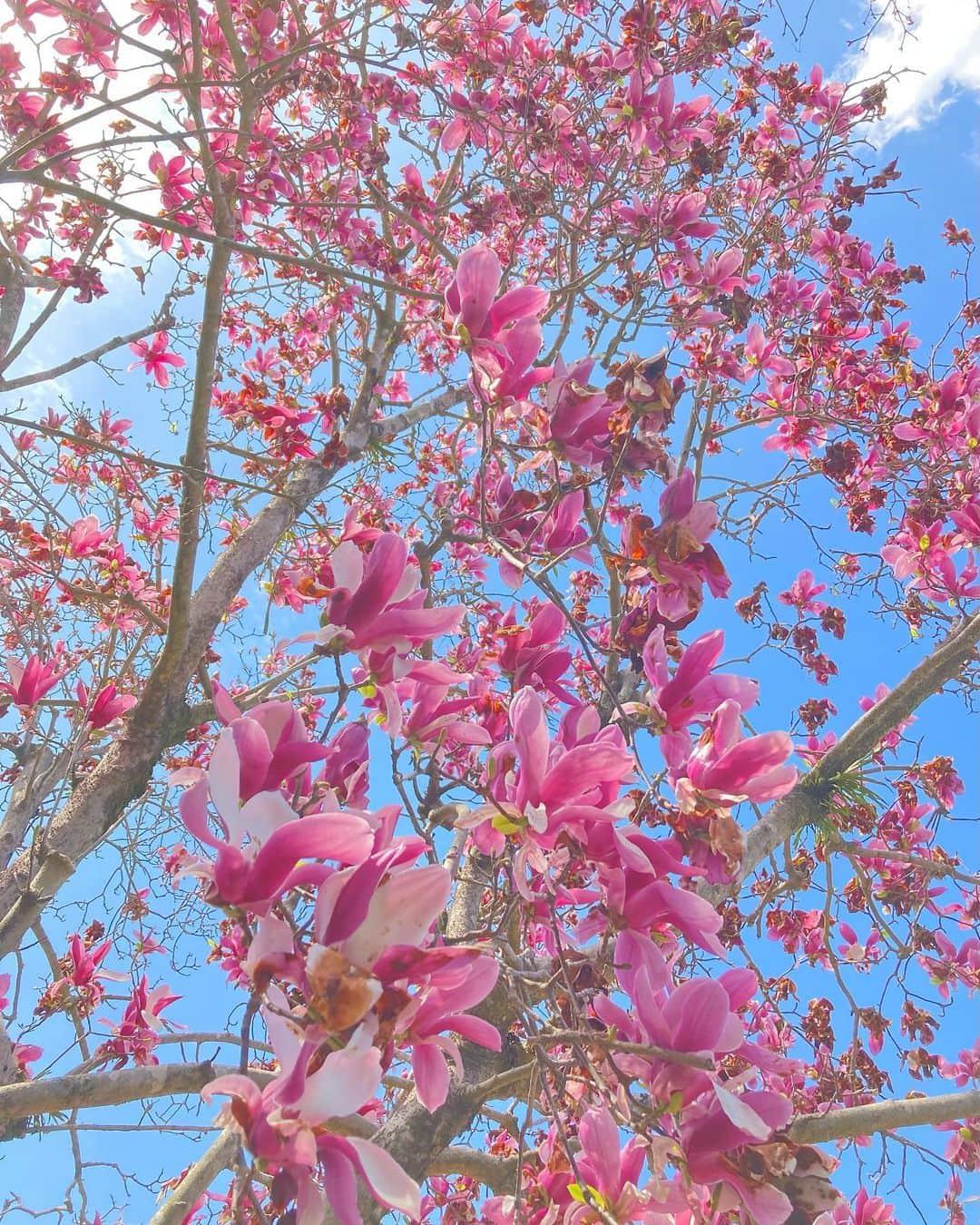 伴都美子さんのインスタグラム写真 - (伴都美子Instagram)「✔️ ⁡ 春爛漫｡ ⁡  ⁡ ⁡ #🌸🌸🌸🌸」3月27日 17時43分 - van._doasinfinity