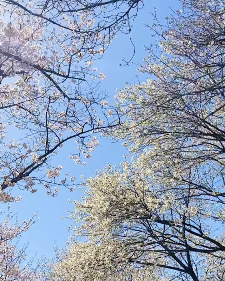 伴都美子のインスタグラム：「✔️ ⁡ 春爛漫｡ ⁡  ⁡ ⁡ #🌸🌸🌸🌸」