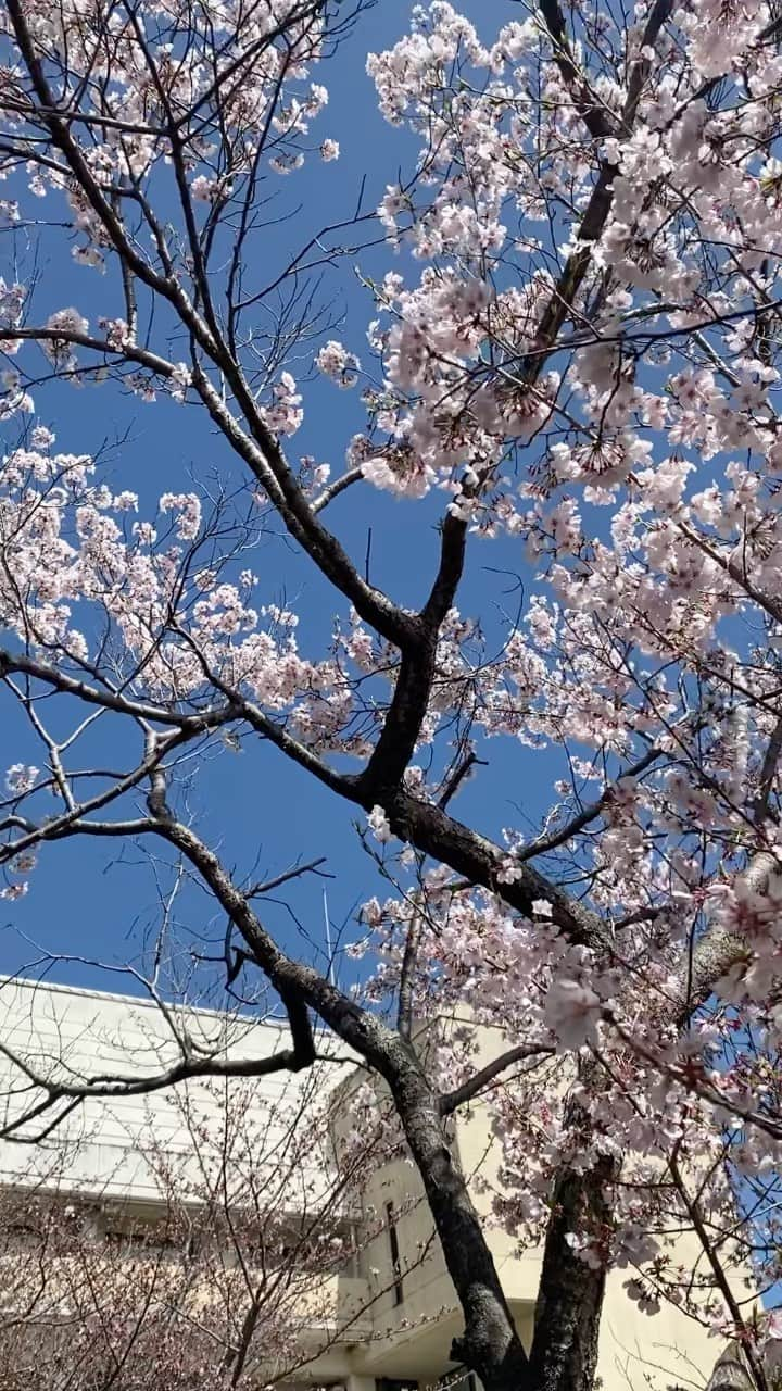 矢野帆夏のインスタグラム：「🌸  本日はさくらの日。  ということで 江田島市のさくらおすすめスポットを紹介します☺️🌸  実は江田島の市の木は、桜なんです！  これから見頃を迎えるこの時期にピッタリなので、ドライブなどで是非遊びに来てください~  #江田島#桜#さくらの日 #飛渡瀬#しびれ峠#向側公園 #矢野帆夏#STU48#瀬戸内 #hiroshima#etajima#setouchi #🌸」