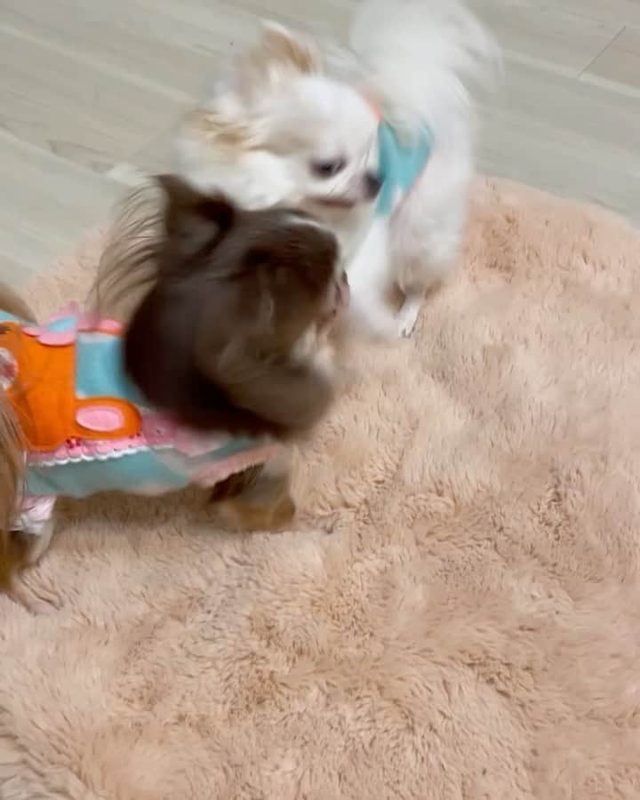 tetoyanyanのインスタグラム：「Today's Tetoyan♡  今日のテトやん♡ふぁそたん  遊びが可愛すぎる2人😂  テトやん  変な前髪出来ました🤭  テトや〜ん♡ ふぁそたん♡  いつもいつでもありがとう♡  #dogs#instdog#dog#dogstagram#instapet#petstagram#petoftheday#mydog#instachihuahua#chihuahuaofinstagram#chihuahualove#chihuahualover#chihuahua#chihuahuas#チワワ#多頭飼い#ロングコートチワワ#チワワ部#ig_dogphoto#petoftoday #todayswanko#west_dog_japan#今日のテトやん#Todaysteto#dogstagram」