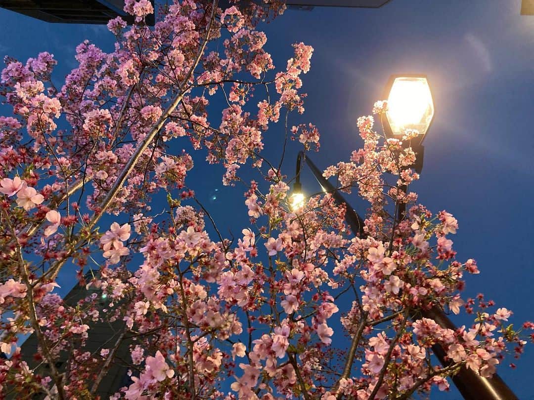 吉野裕行さんのインスタグラム写真 - (吉野裕行Instagram)「雨降ってちょっと散っちゃうから 見られるうちに〜 #さくら」3月27日 18時21分 - _yocchin_______