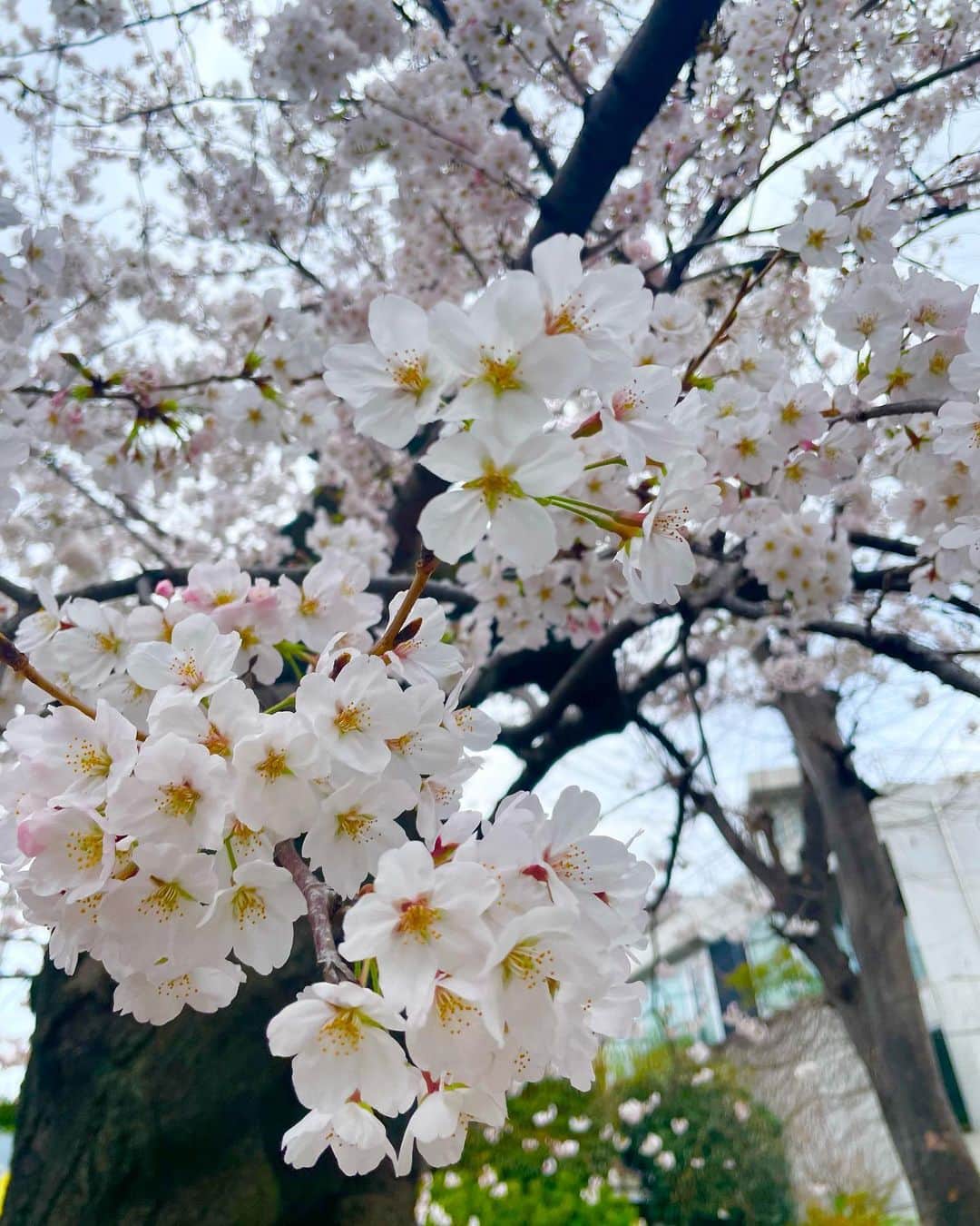 新谷仁美のインスタグラム：「自転車で近くの桜を見に🚲🌸 次はもっとあったかい日に行こう。今日は曇ってて寒かった。あと春なのに秋ぽくなってしまった洋服に..😩💭 最後はむむ。今日も可愛い♡」