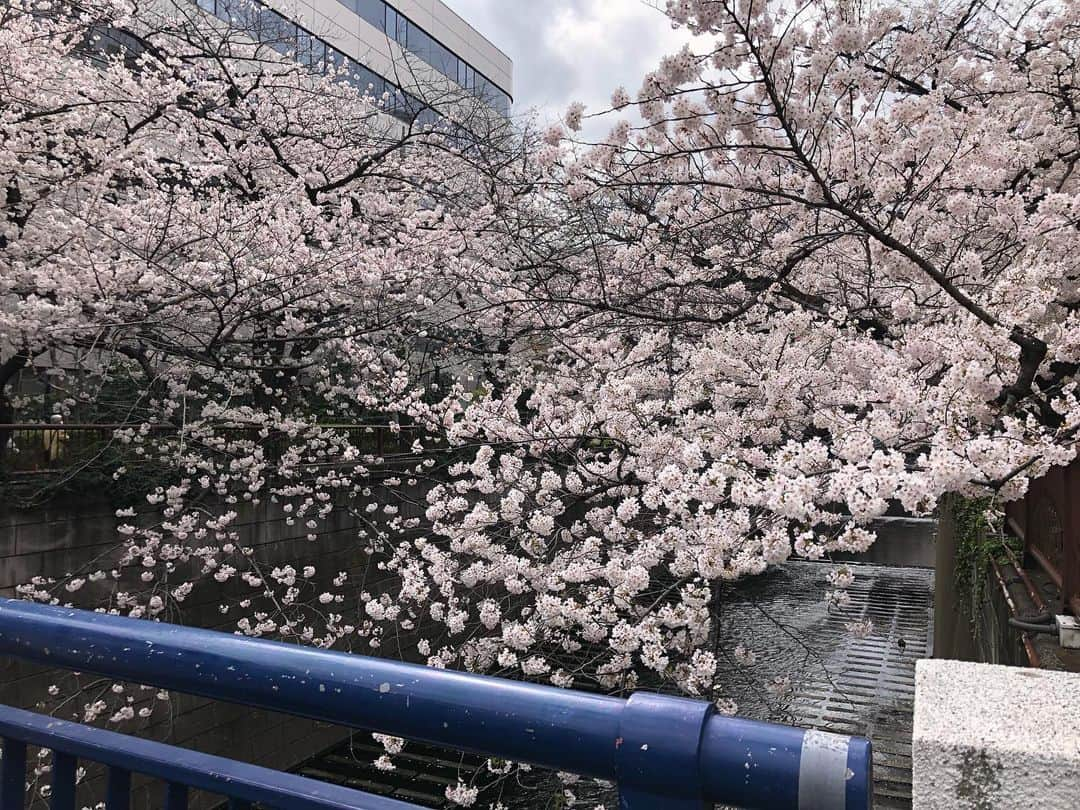 ケリーアンのインスタグラム：「#目黒川 #🌸 #nofilter  ラストは飯テロでやんす🤤🍔Lunch and HANAMI walk w/ friends! Happy happy, joy joy!🌸🌸🌸」