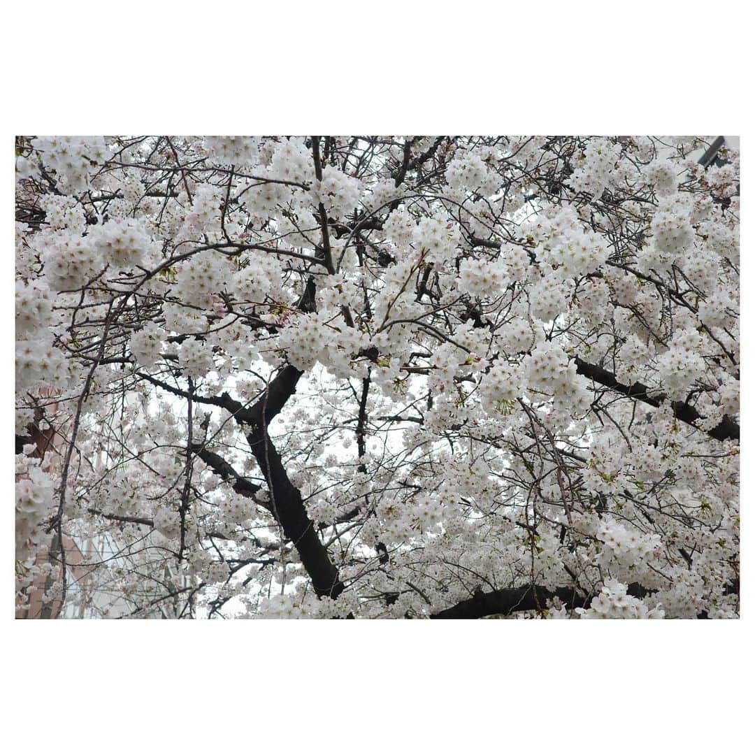 高垣麗子さんのインスタグラム写真 - (高垣麗子Instagram)「* 桜満開 ぼんぼんのように開花した姿が美しい𓂃𓂃☺️  夕方からは少し肌寒かったけど、絶好の花見日和🌸 つい足を止めちゃいました🌸  皆さんお花見はされましたか？？  * #桜 #cherryblossom  #🌸」3月27日 19時53分 - reikotakagaki