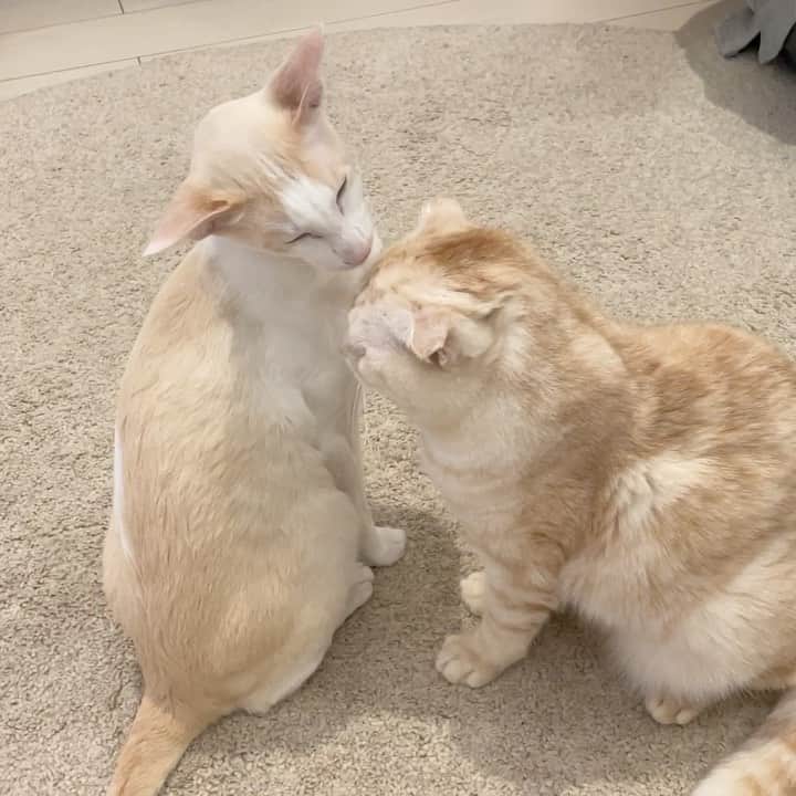 五十嵐健太のインスタグラム：「仲良し猫さん(=^x^=) #猫　#猫カフェ　#cat #cats」