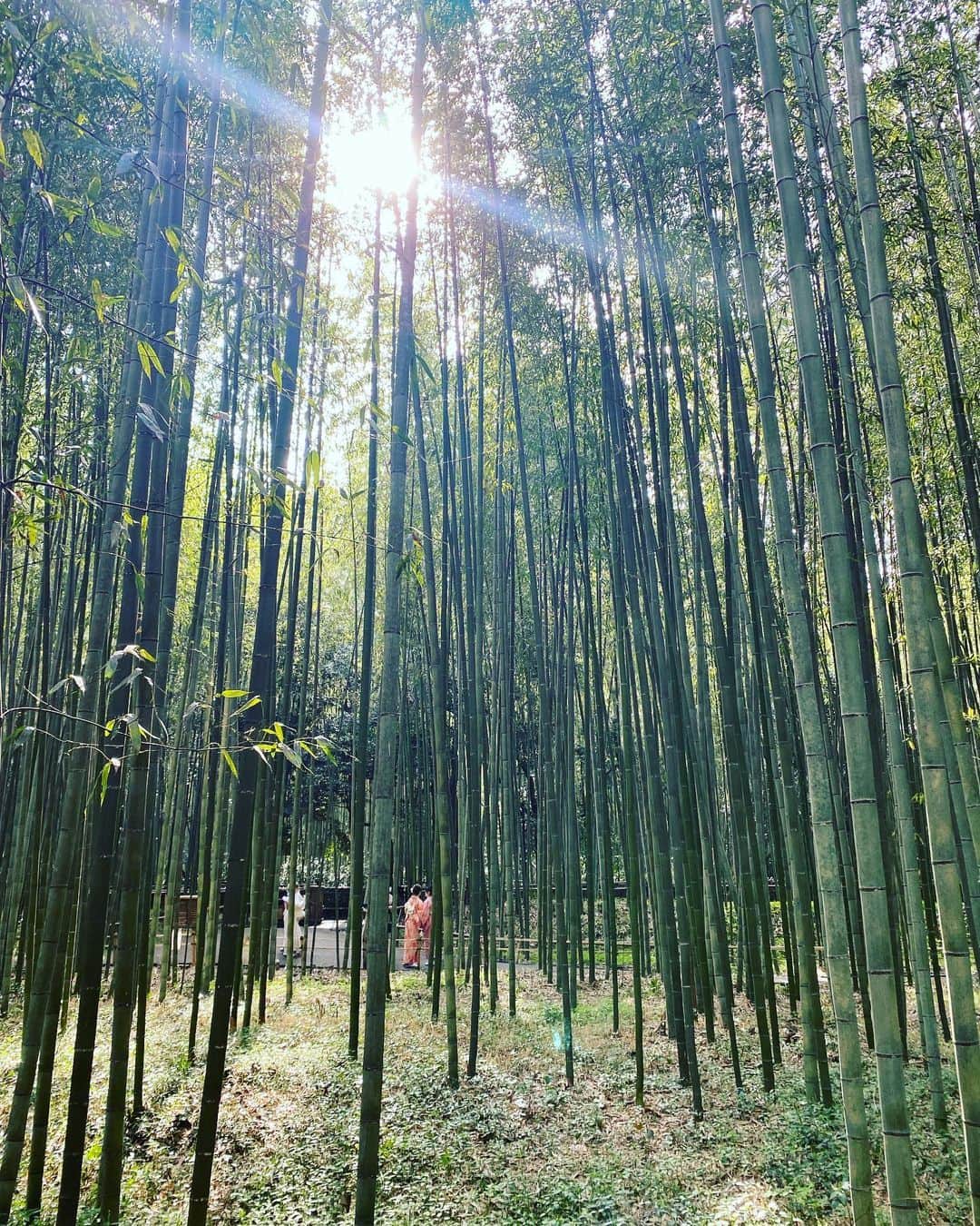 松川浩子さんのインスタグラム写真 - (松川浩子Instagram)「久しぶりの 竹の小径 何年ぶりだろ  まん防明けて 人は増えてたけど、 まだまだ ぜんぜん 歩ける  お花見までは もうすぐ、かな。  あったかくなりましたね🌸  #嵐山#竹の小径 #muni #川のせせらぎで癒される #人力車ものったよ #京都観光おもてなし」3月27日 20時13分 - hiroko_matsukawambs