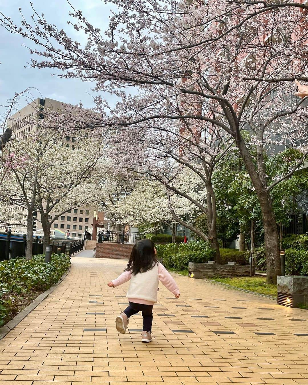 上杉桜子のインスタグラム：「3人でお散歩がてら桜を見に行ってきました🌸 きれいねぇ💓桜いっぱいねぇ💓と楽しそうな娘が微笑ましかったです☺️  #お花見 #お散歩 #2歳8ヶ月 #スクスク成長中」