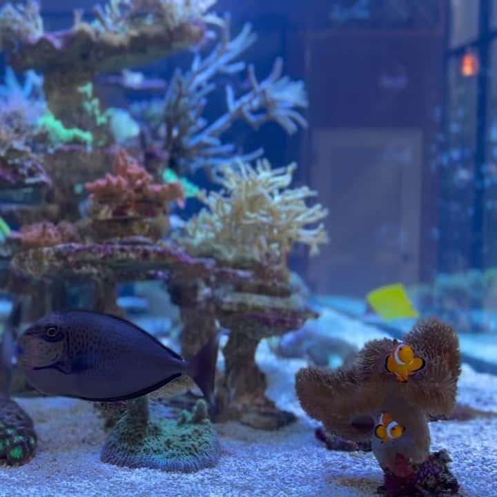 ウォン・ジナのインスタグラム：「니모아빠, 니모 , 저뒤에 도리🐟🐠」