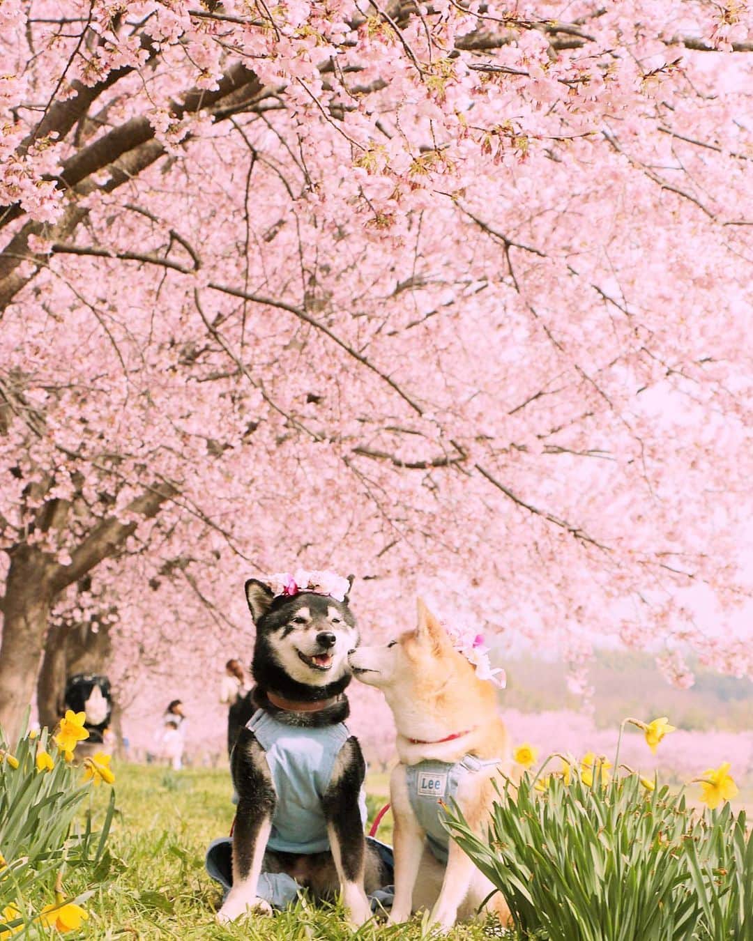 柴犬 けんしろう ゆりあのインスタグラム：「🌸🐶🐶🌸  けんゆりより感謝を込めて お気に入りの春photoをみなさんへ🌸  昨日のpostにあったかいコメントをありがとうございました🥺車イスに乗ってる体勢も段々辛くなってきているので、食事時間は短く回数を増やすなどして、けんちゃんの負担にならない方法を見つけながらやっていこうと思っています。お口をがんばってあけてくれることに毎回感謝と感動で胸がいっぱいになります🥺🥺🥺薬の効果がでてくるといいなぁ🍀  ちなみに最近のけんゆり家は、けんちゃんの口からこぼれたごはんが私の手につく→お皿からはダメだけどお世話係の手についたのはセーフでしょ！とゆりナースがなめる、というよくわからないシステムが導入されてます🤣  #元保護犬 #保護犬を家族に   Location:Saitama(2020年撮影)」