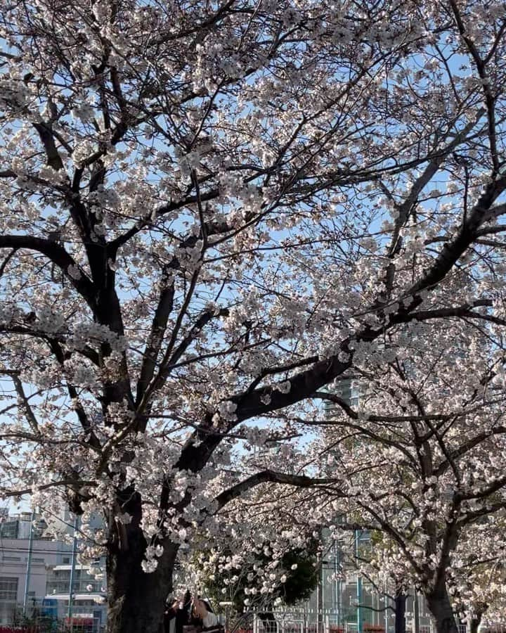 鈴木砂羽のインスタグラム：「🌸🌸🌸 今日あたり皆さんあげて いたので自分も便乗🌸🌸🌸  こちら五分咲き、 大阪は扇町公園からデス🌸🌸🌸 気持ちの良いお天気☀️  低めに咲いてる枝を ちょいと引き寄せて 自撮り試みるも なかなか難しい💦  そして夜、東京に戻ると すっかり満開なのでした😸  これから楽しみですね〜🍒  #桜 #お花見 #扇町公園 #関テレ #大阪 #japan #sakura」