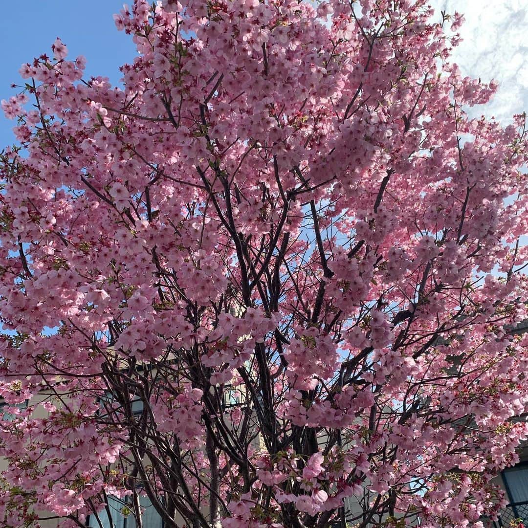 安井友梨さんのインスタグラム写真 - (安井友梨Instagram)「我が家のお庭の桜が満開🌸🌸  毎日、父と母が『おばあちゃんの桜が咲いたよ🌸』と実況してくれていました。  おばあちゃんが、私の20歳のお誕生日に贈ってくれた大切な桜です。🌸🌸🌸🌸  看護師を70歳まで勤める姿を、 幼い頃からずっと見てきました。 いつも【自分の命は誰かの役に立つためにあるの、自分だけが満ち足りてはいけない。自分以外の誰かの事も大切に幸せにするの】 自分のことより自分の家族より大切にしているおばあちゃんでした。子どもながらに、鍵っ子だった母は、すごく寂しかったのではないかなと思ったりしておりました  亡くなってからは、不思議とますます毎年強く美しく色濃く咲くおばあちゃん桜🌸  いつもこの時期になると、 おばあちゃんのことを想います ありがとうございます😭  朝起きたてノーメイクでごめんなさい🙇‍♀️🙏🙇‍♂️  #桜 #おばあちゃん  #おばあちゃん桜 #満開」3月27日 23時58分 - yuri.yasui.98