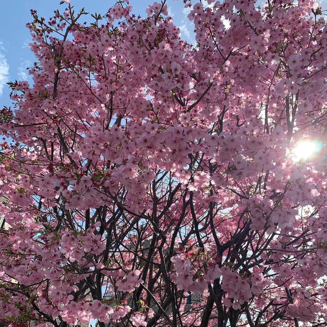 安井友梨さんのインスタグラム写真 - (安井友梨Instagram)「我が家のお庭の桜が満開🌸🌸  毎日、父と母が『おばあちゃんの桜が咲いたよ🌸』と実況してくれていました。  おばあちゃんが、私の20歳のお誕生日に贈ってくれた大切な桜です。🌸🌸🌸🌸  看護師を70歳まで勤める姿を、 幼い頃からずっと見てきました。 いつも【自分の命は誰かの役に立つためにあるの、自分だけが満ち足りてはいけない。自分以外の誰かの事も大切に幸せにするの】 自分のことより自分の家族より大切にしているおばあちゃんでした。子どもながらに、鍵っ子だった母は、すごく寂しかったのではないかなと思ったりしておりました  亡くなってからは、不思議とますます毎年強く美しく色濃く咲くおばあちゃん桜🌸  いつもこの時期になると、 おばあちゃんのことを想います ありがとうございます😭  朝起きたてノーメイクでごめんなさい🙇‍♀️🙏🙇‍♂️  #桜 #おばあちゃん  #おばあちゃん桜 #満開」3月27日 23時58分 - yuri.yasui.98