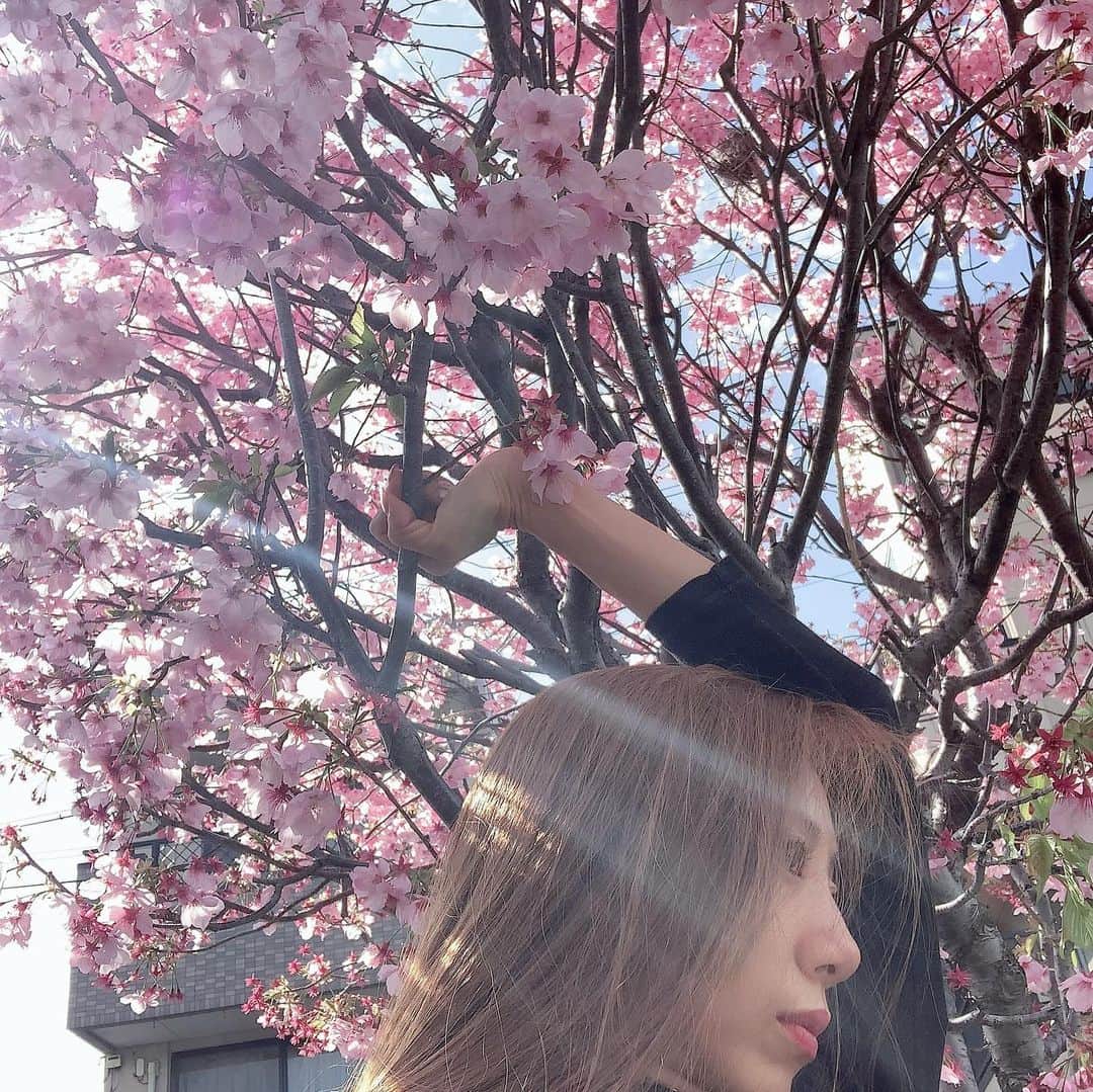 のインスタグラム：「我が家のお庭の桜が満開🌸🌸  毎日、父と母が『おばあちゃんの桜が咲いたよ🌸』と実況してくれていました。  おばあちゃんが、私の20歳のお誕生日に贈ってくれた大切な桜です。🌸🌸🌸🌸  看護師を70歳まで勤める姿を、 幼い頃からずっと見てきました。 いつも【自分の命は誰かの役に立つためにあるの、自分だけが満ち足りてはいけない。自分以外の誰かの事も大切に幸せにするの】 自分のことより自分の家族より大切にしているおばあちゃんでした。子どもながらに、鍵っ子だった母は、すごく寂しかったのではないかなと思ったりしておりました  亡くなってからは、不思議とますます毎年強く美しく色濃く咲くおばあちゃん桜🌸  いつもこの時期になると、 おばあちゃんのことを想います ありがとうございます😭  朝起きたてノーメイクでごめんなさい🙇‍♀️🙏🙇‍♂️  #桜 #おばあちゃん  #おばあちゃん桜 #満開」