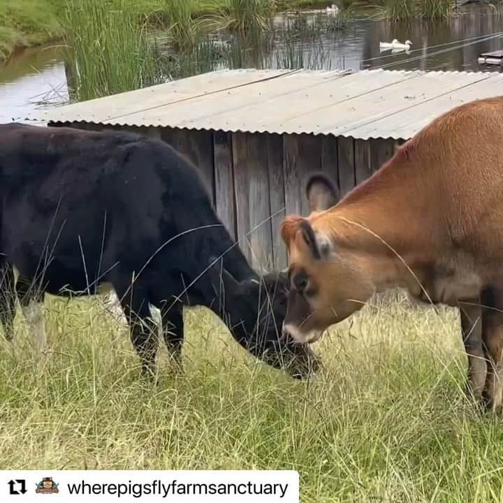 モービーのインスタグラム：「How we respond to innocence and vulnerability tells us everything about who we are. Vid: @wherepigsflyfarmsanctuary」
