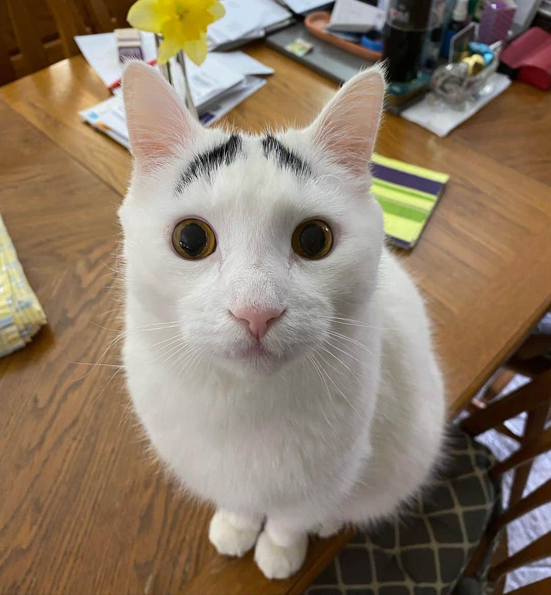 Samさんのインスタグラム写真 - (SamInstagram)「Happy Gotcha Day, Sam!」3月28日 1時02分 - samhaseyebrows