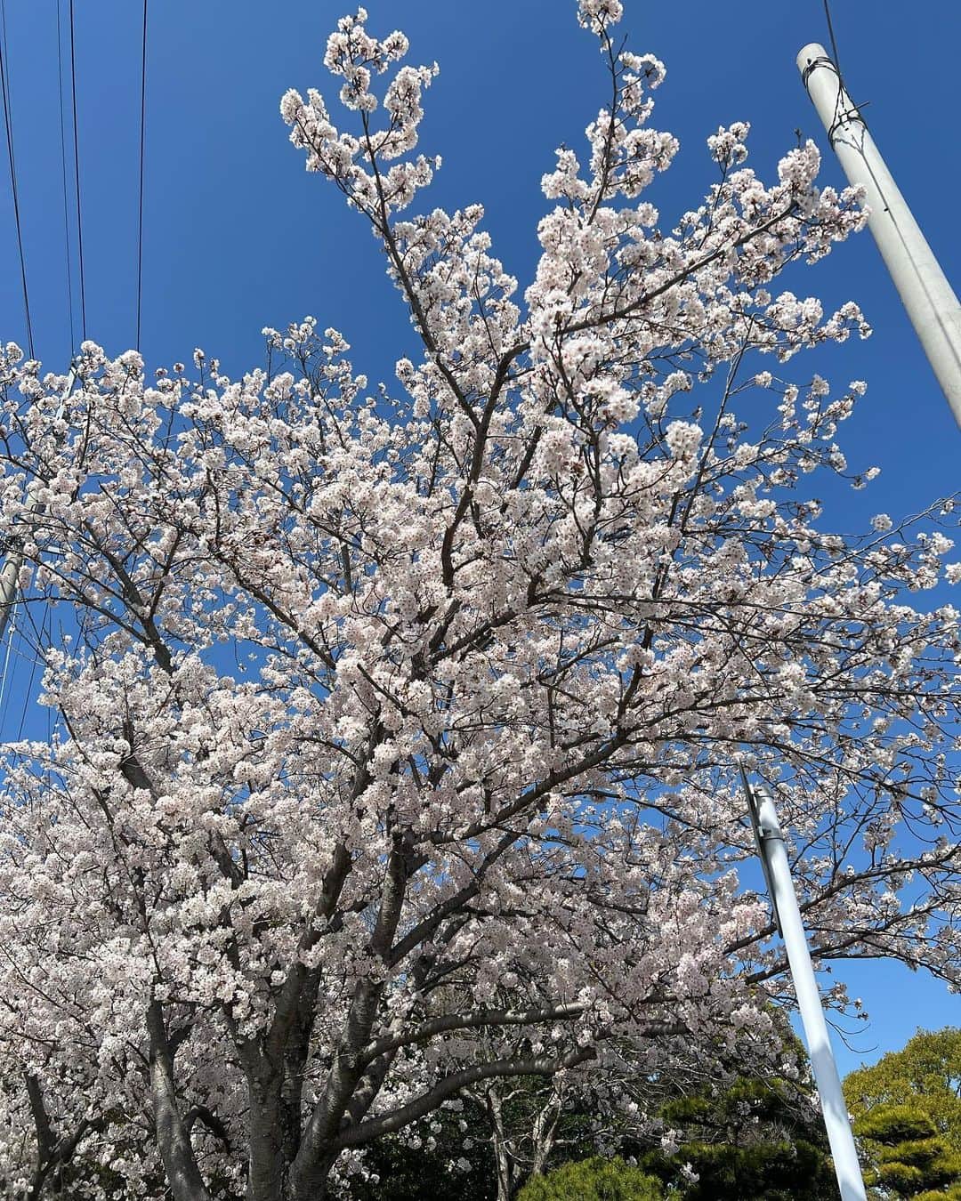 原日出子さんのインスタグラム写真 - (原日出子Instagram)「ロケ先の桜🌸も満開❣️暖かい一日でした。 撮影も順調👍 夜はホテルで お弁当と 近くのお肉屋さんでゲットした 馬刺し✨✨✨ 美味しく頂きました😊 明日も頑張りま〜す❣️  #お仕事モード #映画ロケ #桜 #海 #馬刺し #お疲れ様 #毎日を楽しく」3月28日 2時51分 - hara_hideko