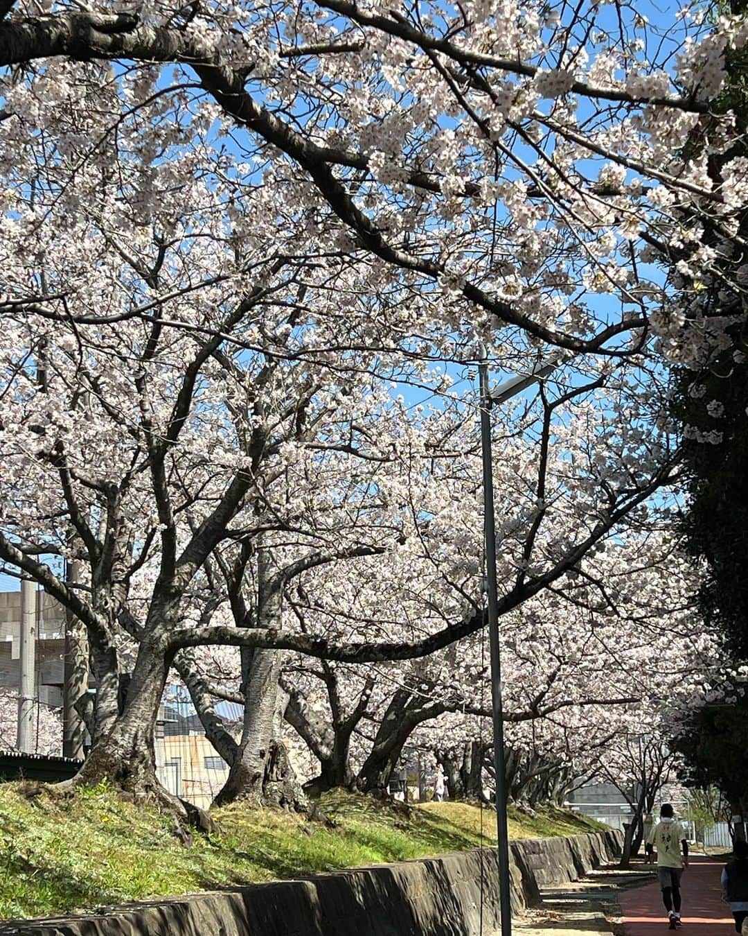 原日出子さんのインスタグラム写真 - (原日出子Instagram)「ロケ先の桜🌸も満開❣️暖かい一日でした。 撮影も順調👍 夜はホテルで お弁当と 近くのお肉屋さんでゲットした 馬刺し✨✨✨ 美味しく頂きました😊 明日も頑張りま〜す❣️  #お仕事モード #映画ロケ #桜 #海 #馬刺し #お疲れ様 #毎日を楽しく」3月28日 2時51分 - hara_hideko