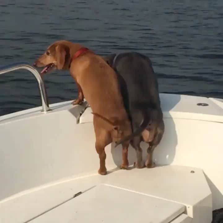 animalsのインスタグラム：「Do you know anyone who excited for summer days on the boat!? ☀️  TAG them 🙂🐕 Video by @tilda_greta」