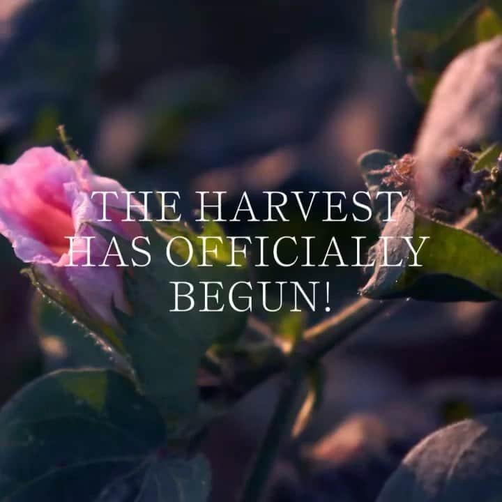 ベス・ベアーズのインスタグラム：「See previous post about how much I love my @christydawn dresses, they aren't just beautiful, they're helping mother 🌏.   Repost @christydawn ・・・ Another harvest has begun on our regenerative farm! 🌱 Your investment through our Land Stewardship initiative has given farmers the opportunity to foster the resilient ecosystem that allowed our crops to flourish for another season. Visit the link in our bio to become a steward - together, we can grow, heal and regenerate.」