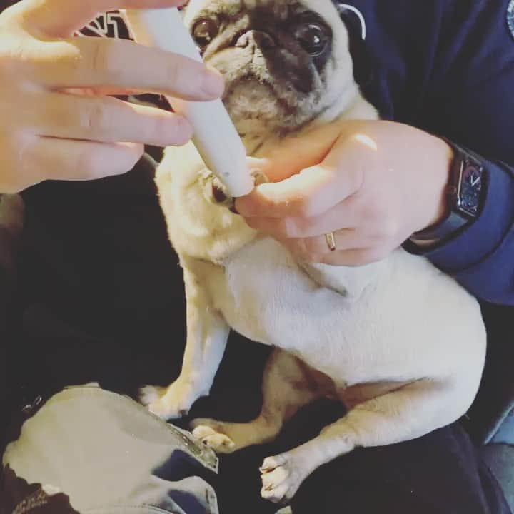 pugsofinstagramのインスタグラム：「Now this is how you do it. Please follow  @mopsen_elsa ! #pugsofinstagram #nailsofinstagram #pugs #manicure」