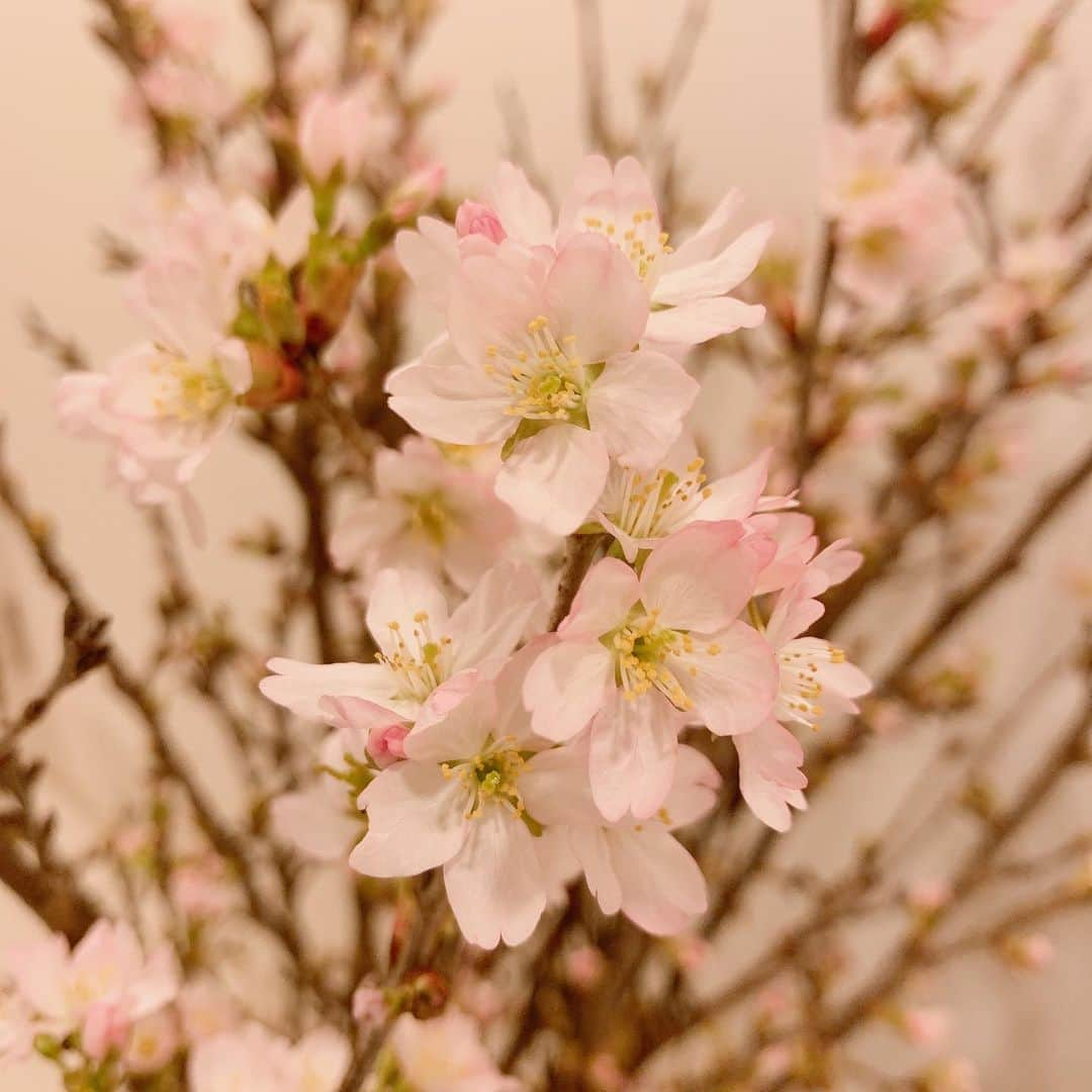 上野愛奈さんのインスタグラム写真 - (上野愛奈Instagram)「． 咲いた🌸！ 都内の桜も満開ですね☺️  #啓翁桜」3月28日 15時52分 - ueno_aina_816