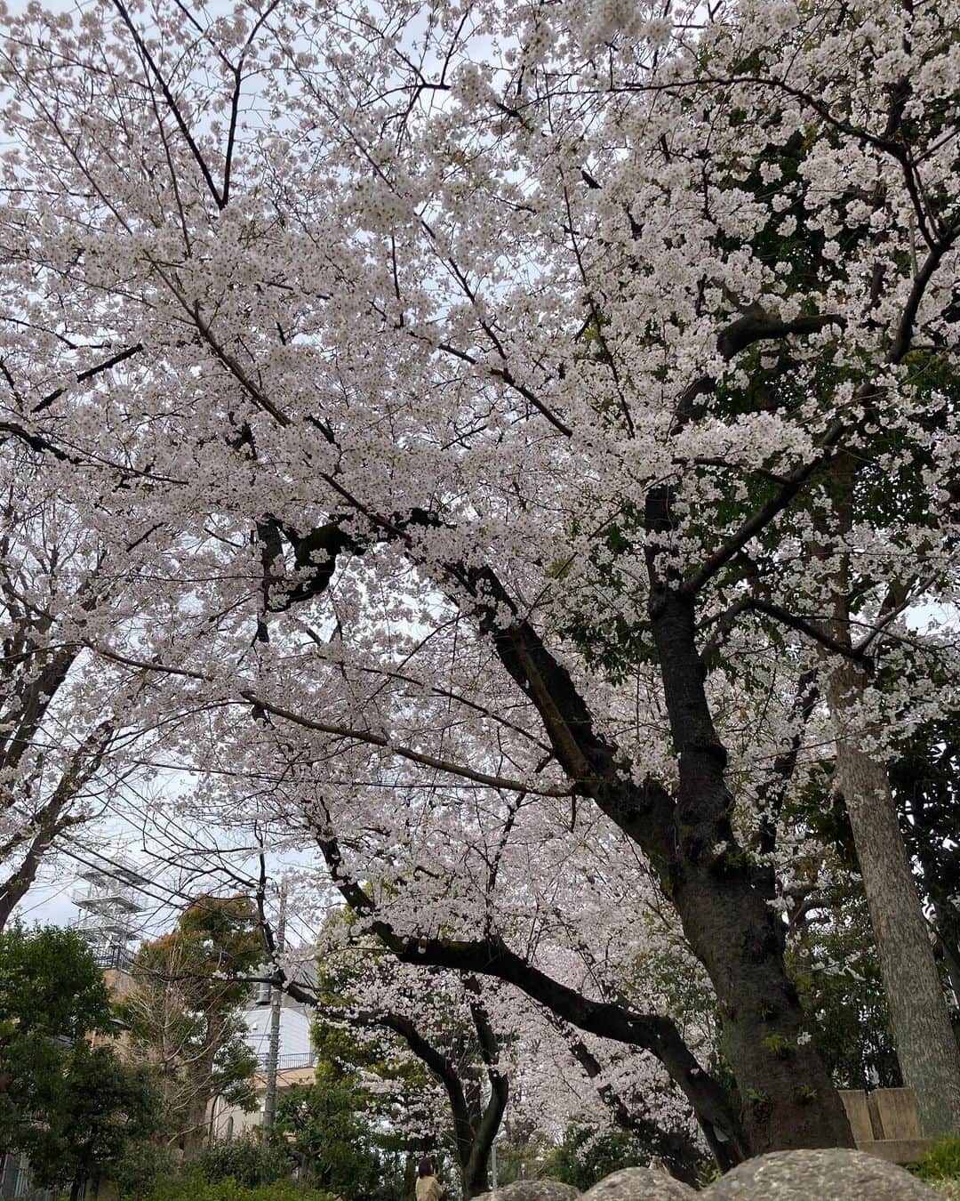 吉野裕行のインスタグラム：「天気が良ければ嬉しいんだけどね〜 しかしこの時期も花粉症はしんどいワケですw #さくら」