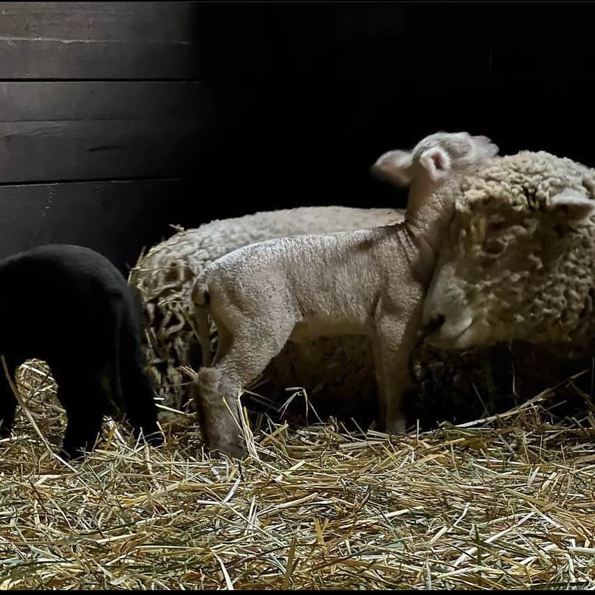 ダニー・マスターソンのインスタグラム：「Twas a good week in the barn! Rosie had two new pals to join the family. #southdowns #lawnmowers」