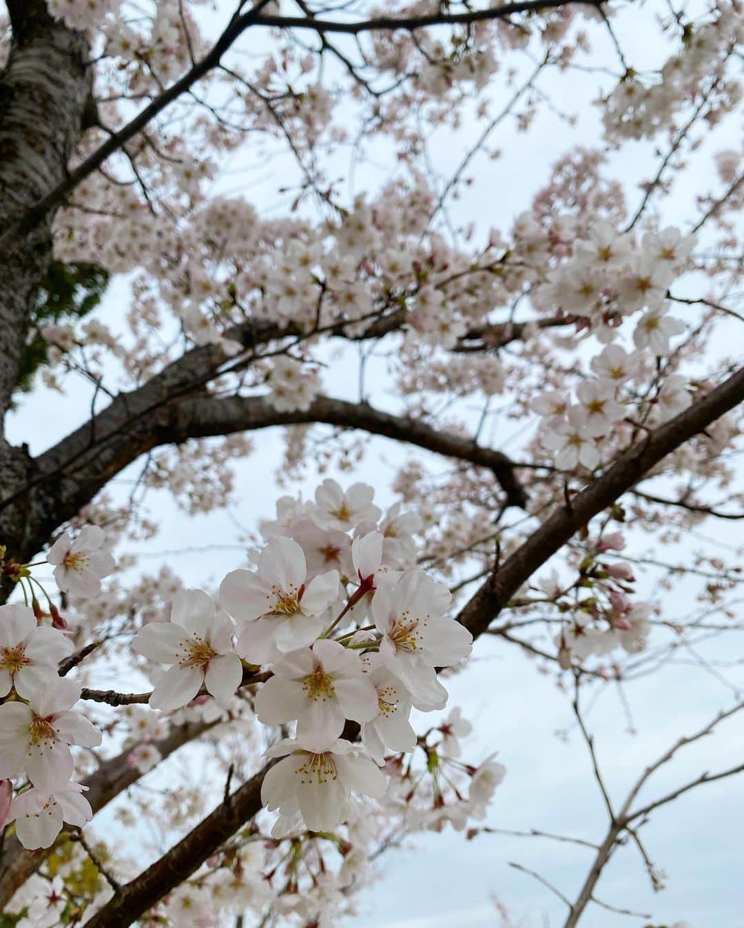 榊原美紅のインスタグラム：「. 曇り空の桜も綺麗🌸☁️ 今日もおつかれさまでした☺︎」