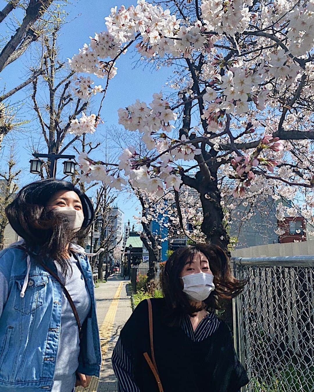 井上志帆子さんのインスタグラム写真 - (井上志帆子Instagram)「#桜#桜満開#花粉」3月28日 8時54分 - shiriko0316