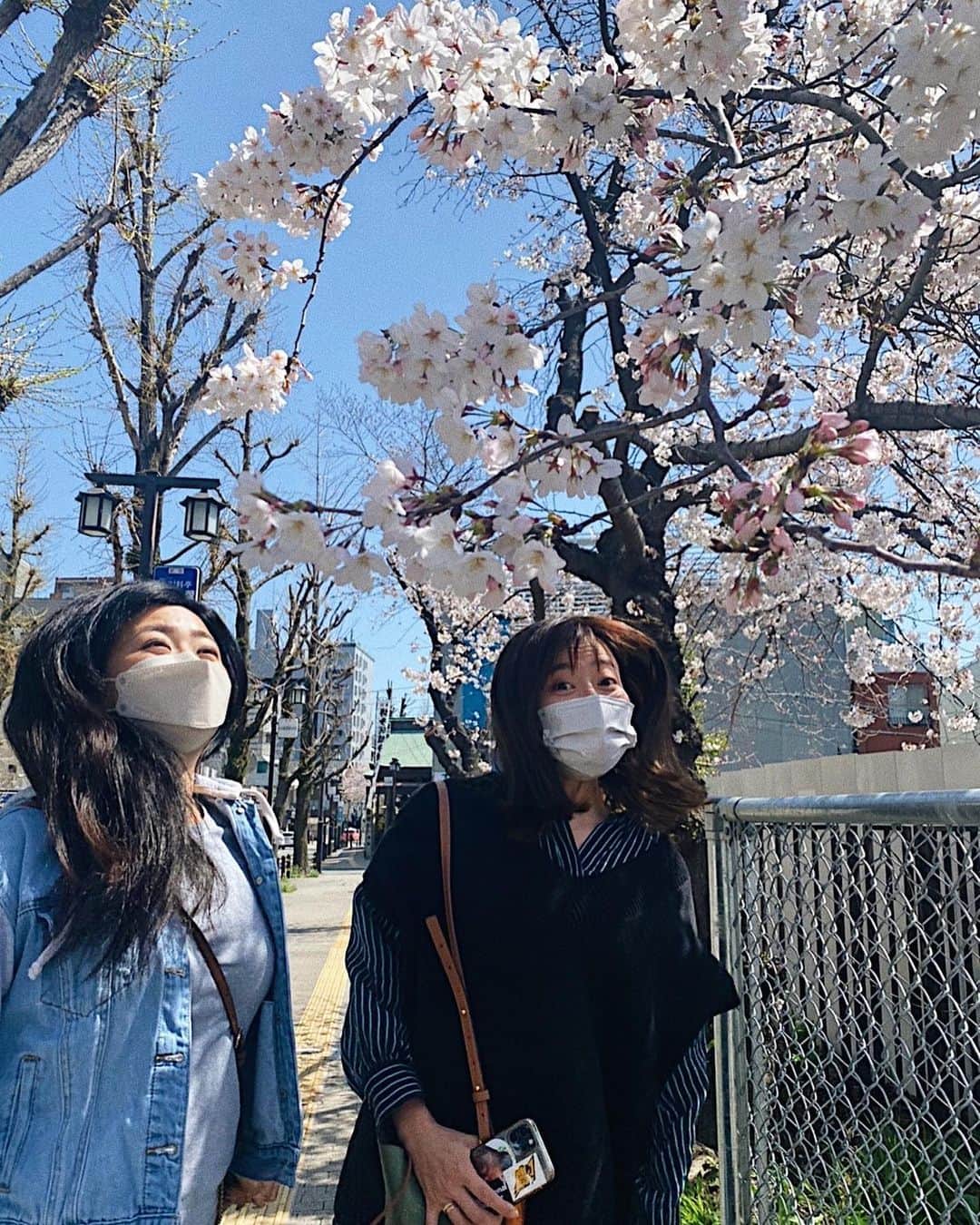 井上志帆子のインスタグラム：「#桜#桜満開#花粉」