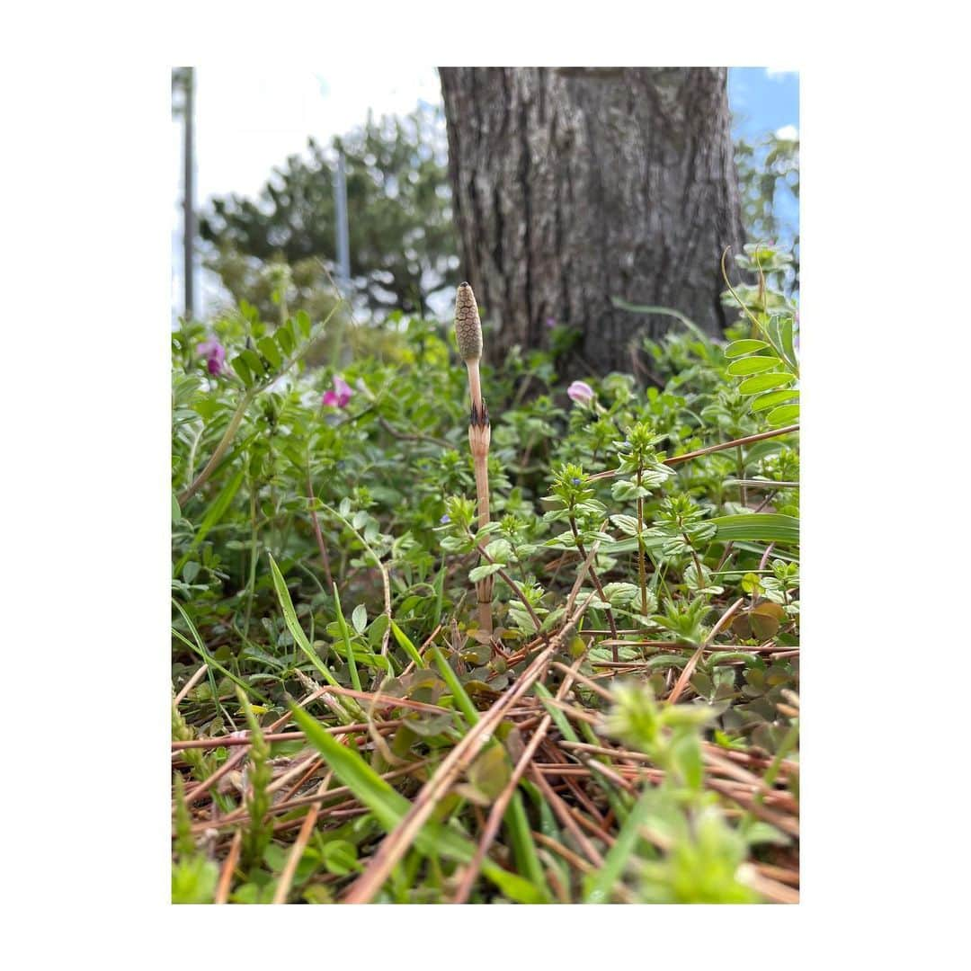 吉田羊さんのインスタグラム写真 - (吉田羊Instagram)「土筆、久しぶりに見たなぁ。  Horsetail, I saw it for the first time in a long time.  #米アカデミー賞に #釘付け #この明るさが #いいのよ♡」3月28日 9時51分 - yoshidayoh_official