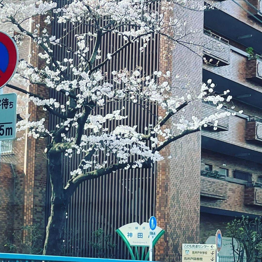 のインスタグラム：「今週、来週、桜🌸前線到来！ 朝の渋滞も、コロナ禍前の様な混みよう 羽田空港駐車場も混雑してきて、空港ラウンジも、混み混み！ ウィズコロナで前へ進みましょう！ プロ野球開幕も、各球場、ほぼ満員状態 4月は、メジャーも開幕します！ まだ選抜高校野球やってますよ！ スポーツのパワーで明るく行こう！ なんで男子プロゴルファー開幕戦無観客なん？」