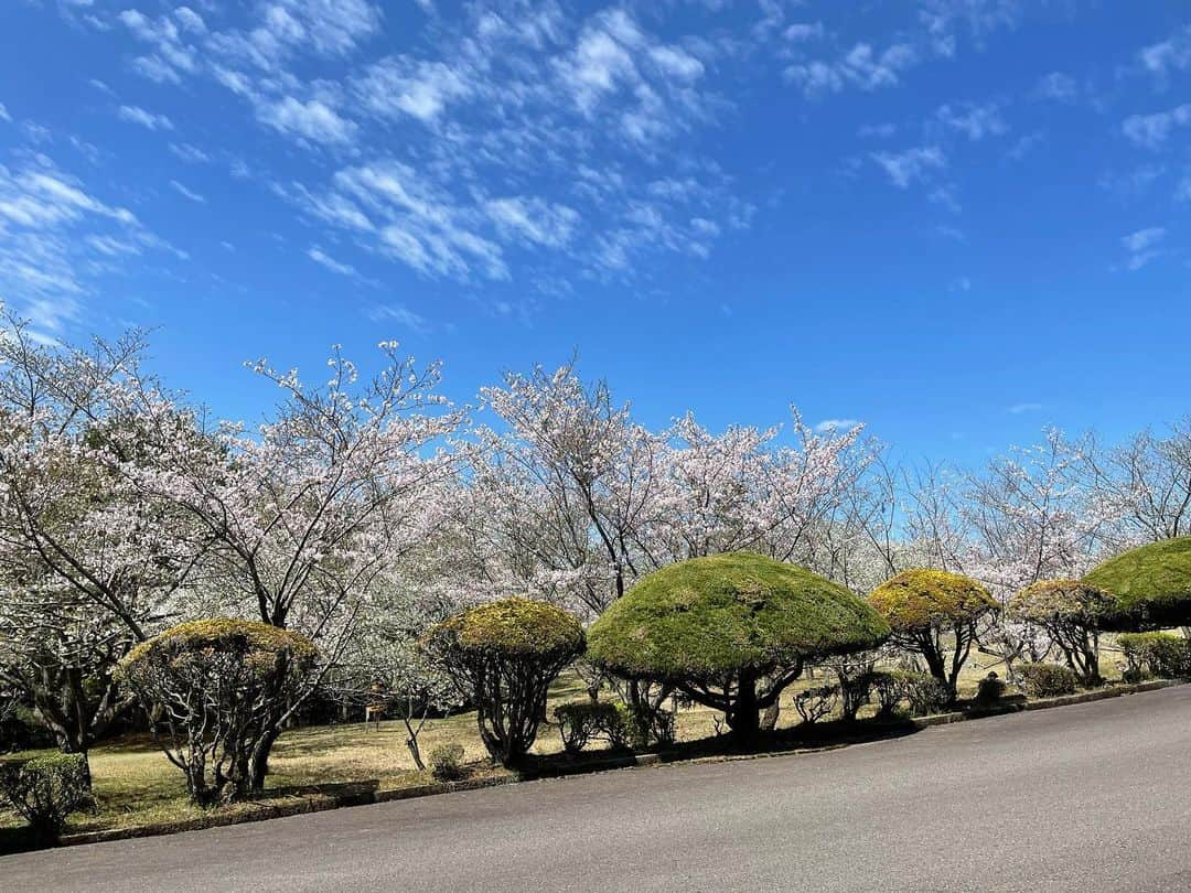 株式会社 住まいずのインスタグラム：「🌸3月も今週で終わりますね〜 休日に桜を見に鹿児島市宮之浦にある青少年研修センターへいってきました🥰桜が見頃でしたがまだ咲いていない木もあり、天気が雨にならなければ今週末もまだ見頃かなと思います😄  秋にはかえでの園が見頃で秋にもナイトアップするみたいです😉 鹿児島でさくら🌸見れる場所もたくさんあり春を感じれますね🌸」