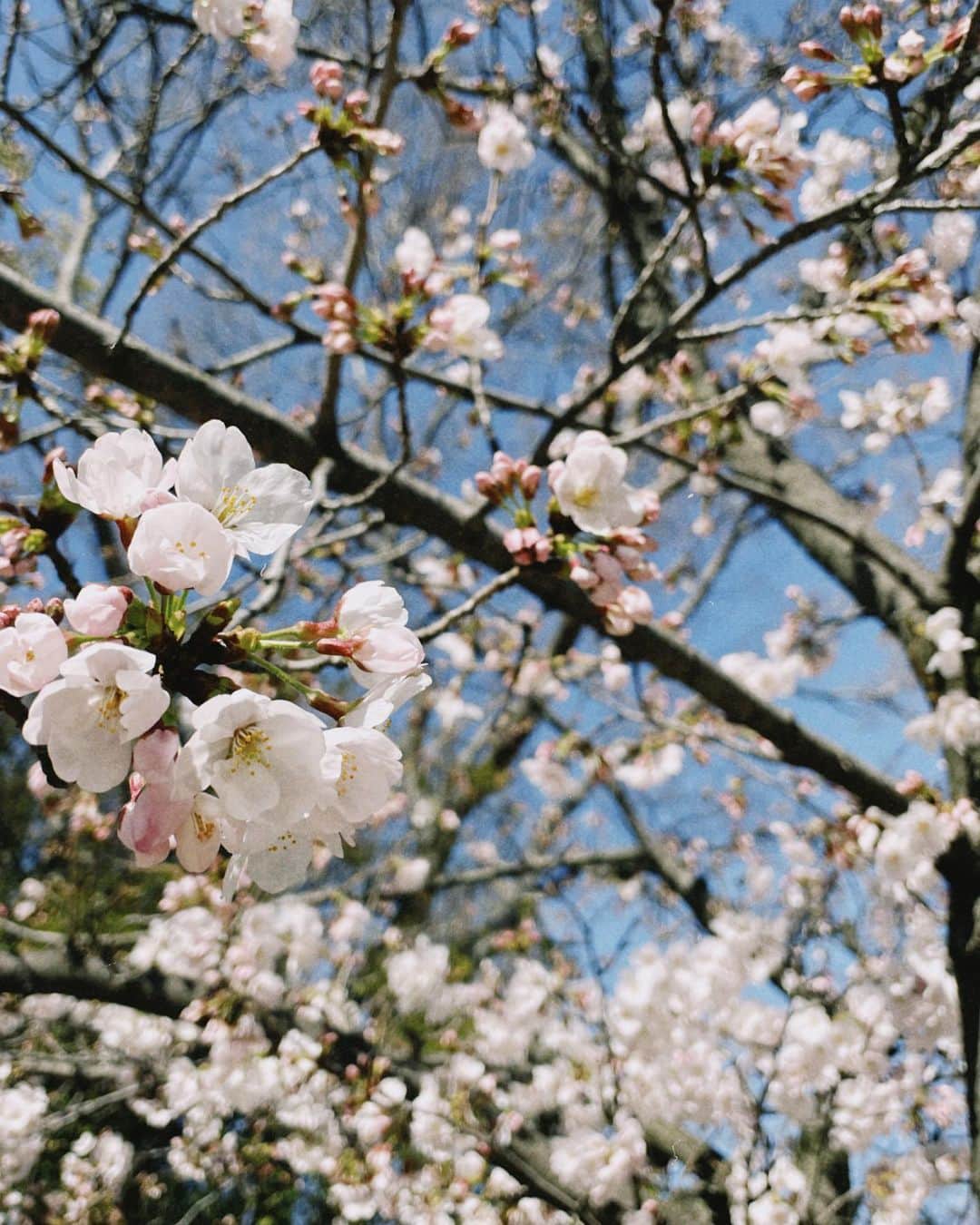 高園あずささんのインスタグラム写真 - (高園あずさInstagram)「昨日の桜。 at 大阪城公園🌸 昨夜東京に帰ってきて 朝からバタバタとしてます。 毎年桜を見るこの時期は いろいろと感じることがあるなぁ。  今年もまた新しい事がいろいろと。 何事もプラスに持っていこう。 楽しもう☺️♡  #桜の時期  #新生活スタート」3月28日 11時22分 - azusa_takazono