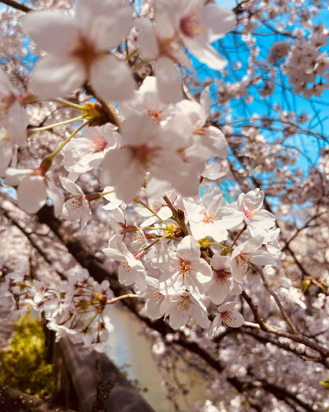 工藤静香さんのインスタグラム写真 - (工藤静香Instagram)「桜の咲くゴージャスで最も美しい三月に生まれた皆さま🌸 お誕生日おめでとうございます。  継続は力なり。諦めずに続けていく大切さを、日々様々な物事から学べますよね。  諦めずに手入れをした藤が一昨年は一房、去年は二房、そして12年振りに美しく咲くのが見れそうで、心が震えます。物凄くドキドキしています。  桜の花弁のように優しさに溢れ、癒される一年になりますように。」3月28日 11時53分 - kudo_shizuka