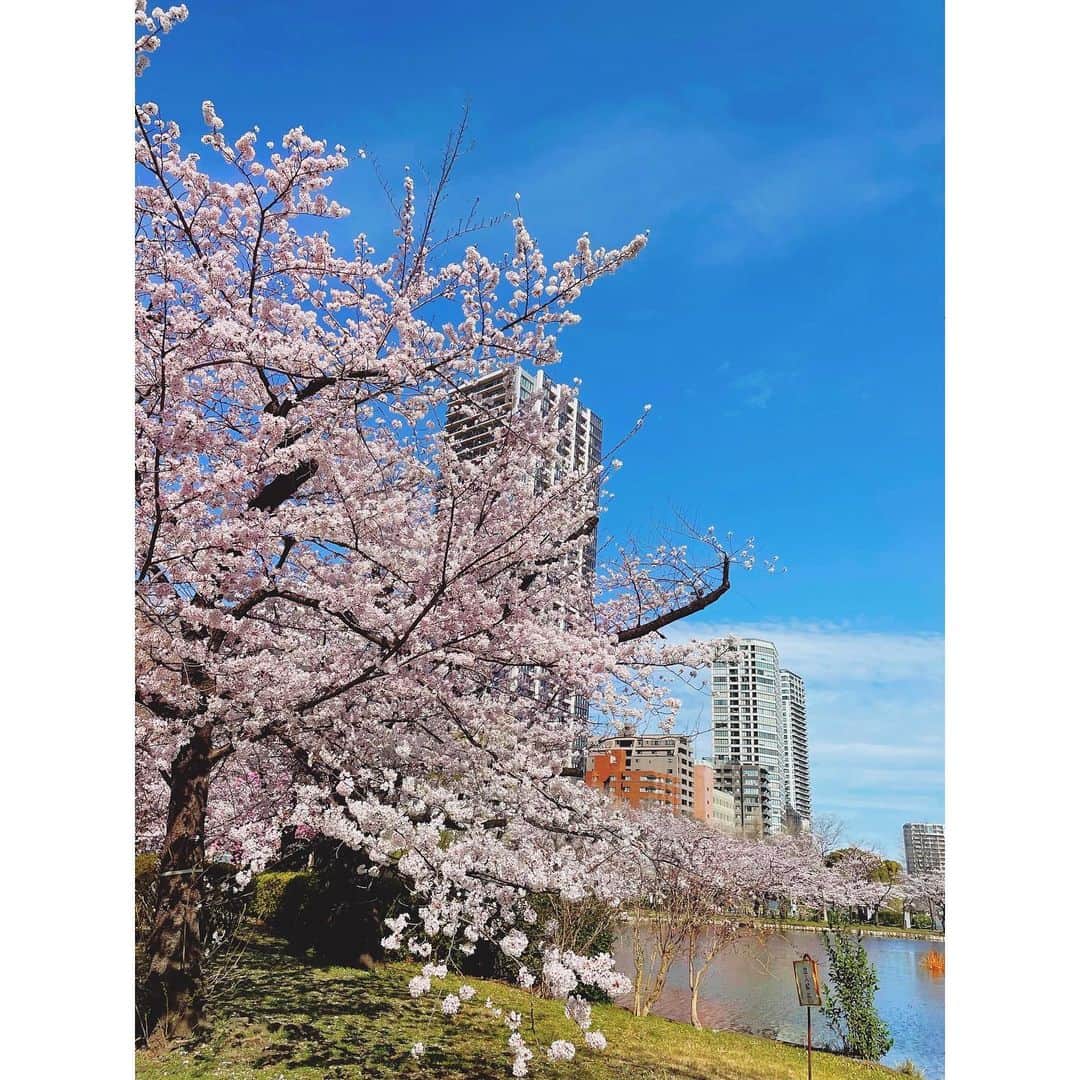 岡部麟さんのインスタグラム写真 - (岡部麟Instagram)「#上野公園 朝行ってきた！#桜 #🌸」3月28日 12時15分 - beristagram_1107