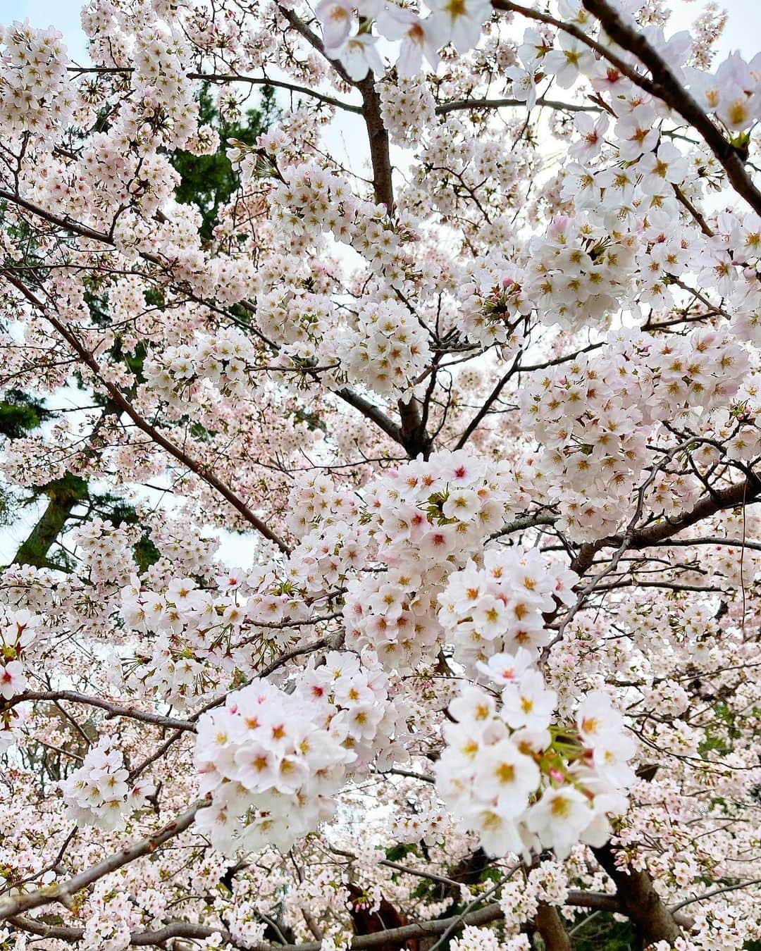 木村安梨沙のインスタグラム：「👶🏻とお散歩してたら桜が咲いてた🌸 産まれて初めての桜🌸 またパパと一緒に見に行こうね😌✨」
