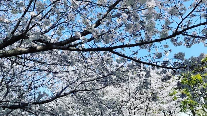 三好ジェームスのインスタグラム：「Cherry blossoms are in full bloom in Fukuoka Prefecture.  那珂川湖畔公園の桜。 綺麗すぎた。  #Cherryblossoms #sakura#桜#福岡桜#満開#花見  #」