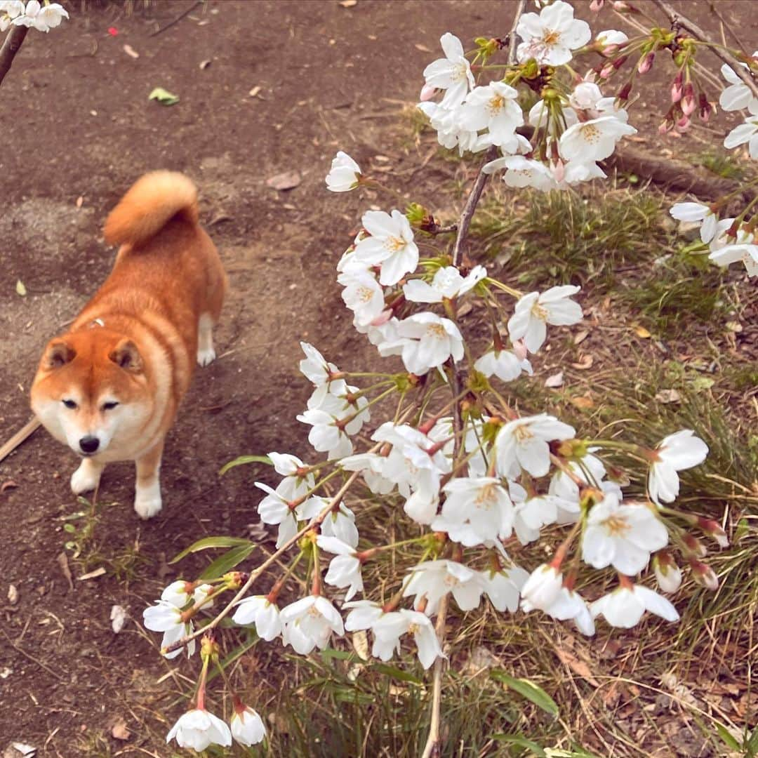 豆柴つむじくんさんのインスタグラム写真 - (豆柴つむじくんInstagram)「桜とつむじ #豆柴 #柴犬 #시바견 #shiba #shibainu #shibastagram #shibalove #shibadog #つむじ #ここ柴部 #桜咲いてきた」3月28日 13時53分 - tsumuji_kun