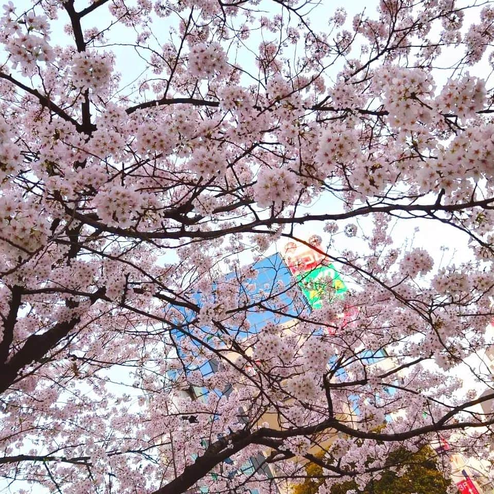 小林幸子さんのインスタグラム写真 - (小林幸子Instagram)「昨日、桜満開🌸の東京で、 MICHAELの活動停止前ラストライブに行ってきました‼️   そしたら、凄い嬉しいニュース✨ SOPHIA9年ぶりの復活‼️  また新しい一歩が始まる😊  愛いっぱいで、涙いっぱいで、笑顔いっぱいのライブでした✨  武道館も絶対行きます✨  生のライブ最高だー❤️❤️❤️   #sachikokobayashi  #小林幸子  #松岡充最高  #MICHAEL最高  #SOPHIA最高  #桜満開  #愛いっぱい」3月28日 14時07分 - kobayashi_sachiko_5884