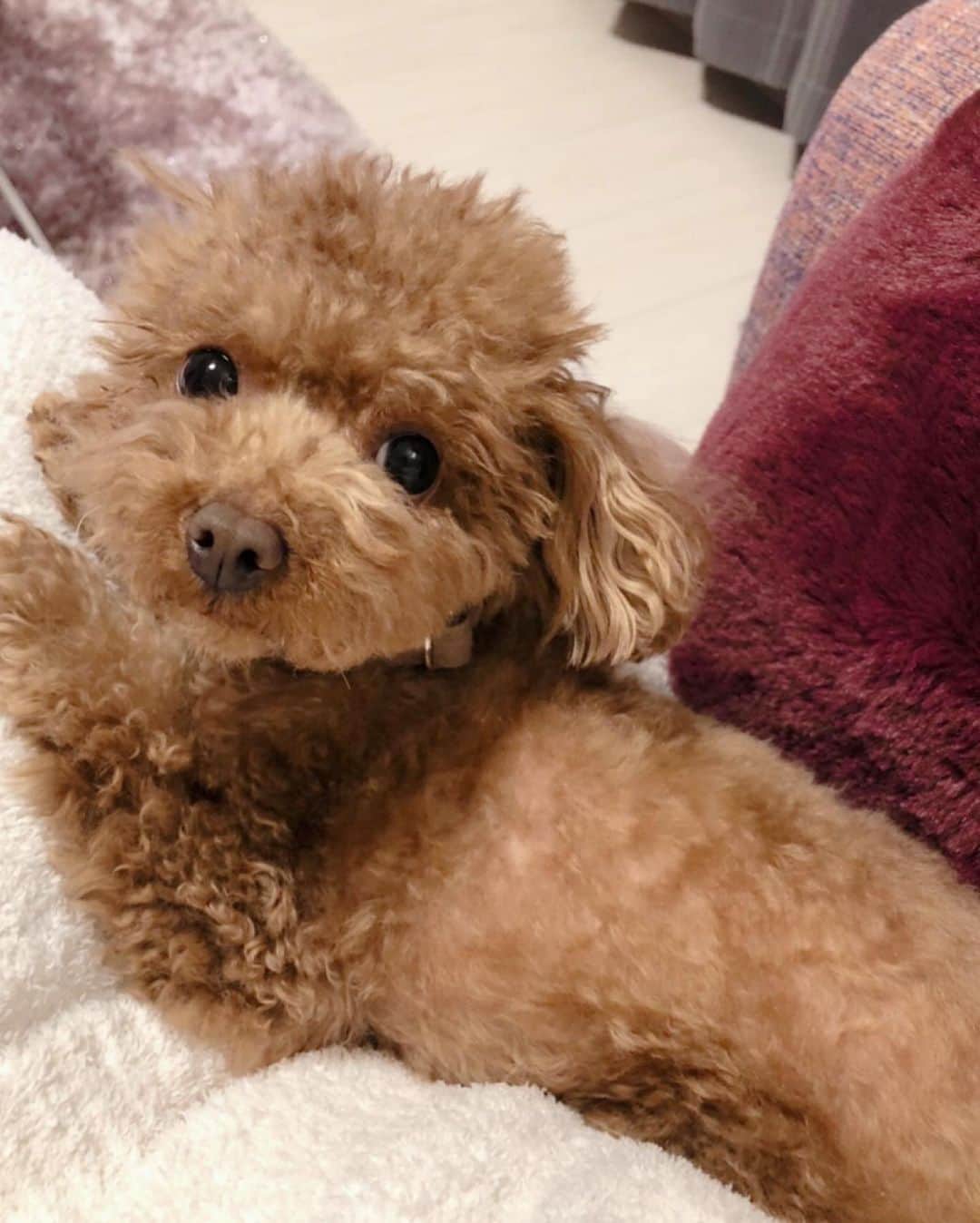 のインスタグラム：「今日からスタートした 「田畑竜介のGrooooow Up」 初回の放送いかがでしたか？😳✨  反省点は多々ありますが、田畑さん、コメンテーターの松尾潔さん、そしてリスナーの皆さんと月曜の朝からわいわい盛り上がれることが純粋にとても楽しく新鮮でした☀️  早朝勤務だと帰宅も早いので、ヘトヘトになること前提で予定を入れなかった今日は、帰るなりさっそくパジャマに逆戻り(笑) 愛犬が「なんでこの時間にいるの？」と言わんばかりにガン見してきます🐶  早朝勤務＝大変というイメージがありましたが、午後ゆっくり出来るのはいいかも😊  来週の放送をよりよいものにできるよう、明日からの先輩方の放送(火・水→武田伊央アナ、木→田中みずきアナ)をしっかり聴いて、brush upしていきます✨  引き続き、よろしくお願いします🤲  #rkb毎日放送 #rkbラジオ #ラジオ #新番組 #田畑竜介のgrooooowup #月曜日 #コメンテーター #松尾潔 さん #アナウンサー #パーソナリティー #田畑竜介 アナ #田中みずき アナ #武田伊央 アナ #辻満里奈 #愛犬 #トイプードル #ぽぽ #toypoodle #monday」