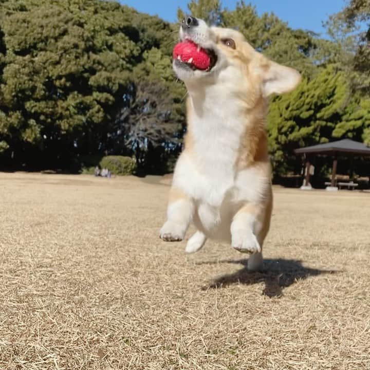 のインスタグラム：「◡̈⋆2022.3.28.Mon.◡̈⋆  君との生活は 毎日がHappy🐶❤️😍 . . . . . . .  #corgi #corgisofinstagram #corgistagram #corgination #woof #dog #doggy #instadog #dailyfluff  #weeklyfluff #dogoftheday #myfavcorgi #petstagram #cute #funnydog #goodboy #doggo #fluffy #cutedog #puppy #adorable #barked #shortlegs #welshcorgi  #corgipuppy #tap #tapdance #dancer #コーギー #柯基」