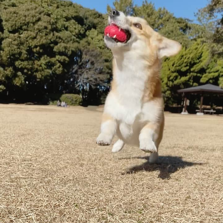 さゆりのインスタグラム：「◡̈⋆2022.3.28.Mon.◡̈⋆  君との生活は 毎日がHappy🐶❤️😍 . . . . . . .  #corgi #corgisofinstagram #corgistagram #corgination #woof #dog #doggy #instadog #dailyfluff  #weeklyfluff #dogoftheday #myfavcorgi #petstagram #cute #funnydog #goodboy #doggo #fluffy #cutedog #puppy #adorable #barked #shortlegs #welshcorgi  #corgipuppy #tap #tapdance #dancer #コーギー #柯基」