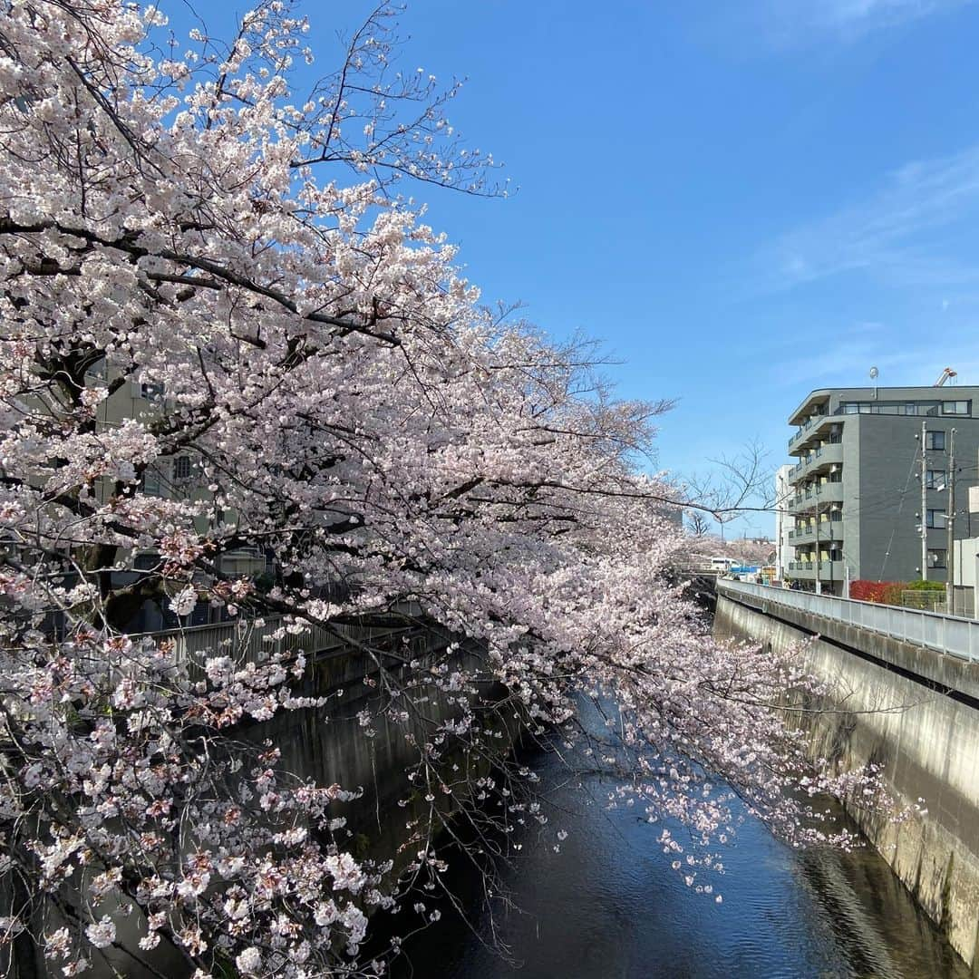 城北不動産さんのインスタグラム写真 - (城北不動産Instagram)「. 桜満開🌸. 石神井川沿いの 桜が本当にきれいで 多くの人がカメラを向けてました！ 晴れ晴れとした気持ちになれますね (^O^)／.  #城北不動産　#新築戸建　#一戸建て. #現地販売会　#桜　#石神井川　#桜満開　#氷川台　#練馬　#桜台　#赤羽　#保護犬」3月28日 15時30分 - johoku.f